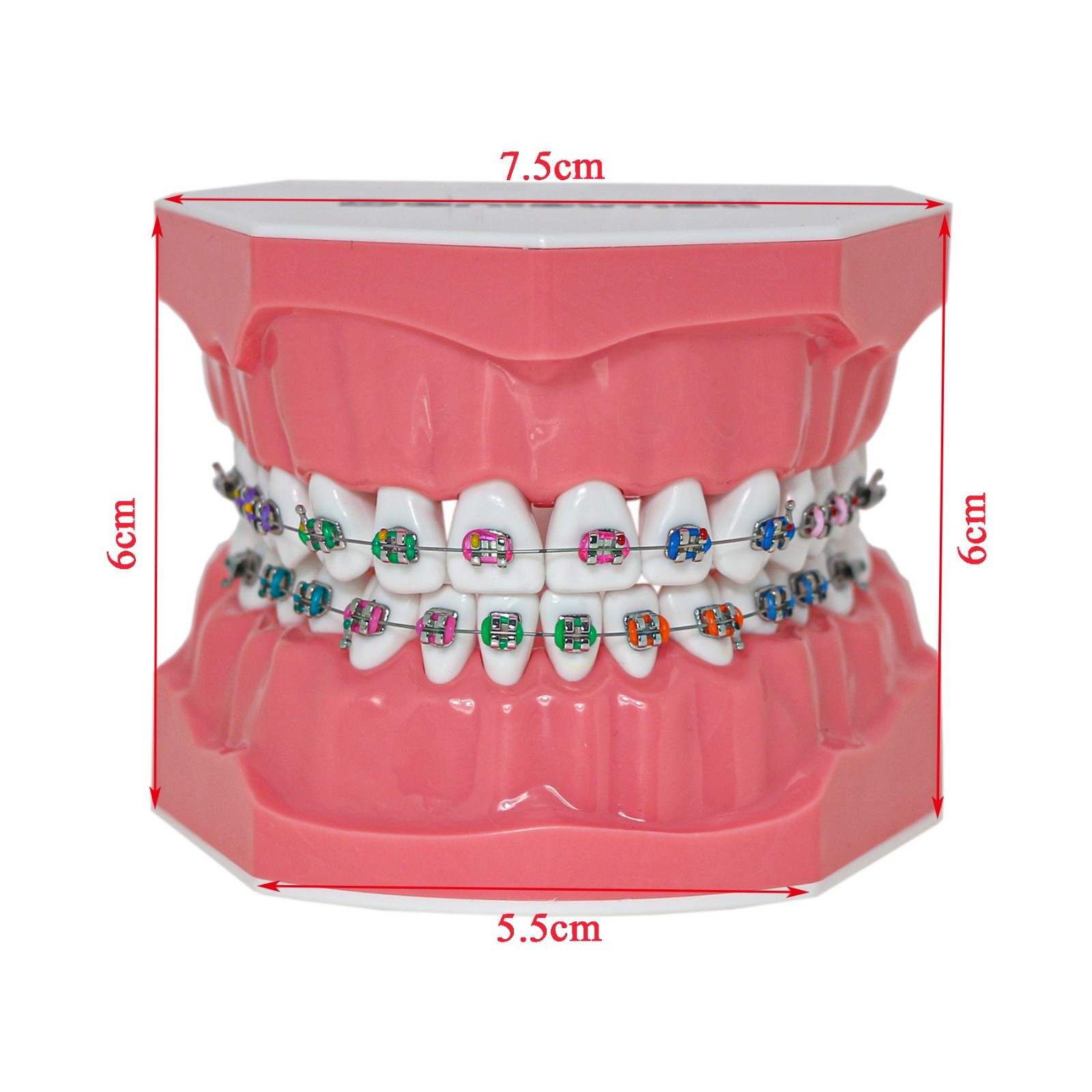 US Dental Teeth Typodonts Model Brushing Flossing Practice Mode Anatomic Teach