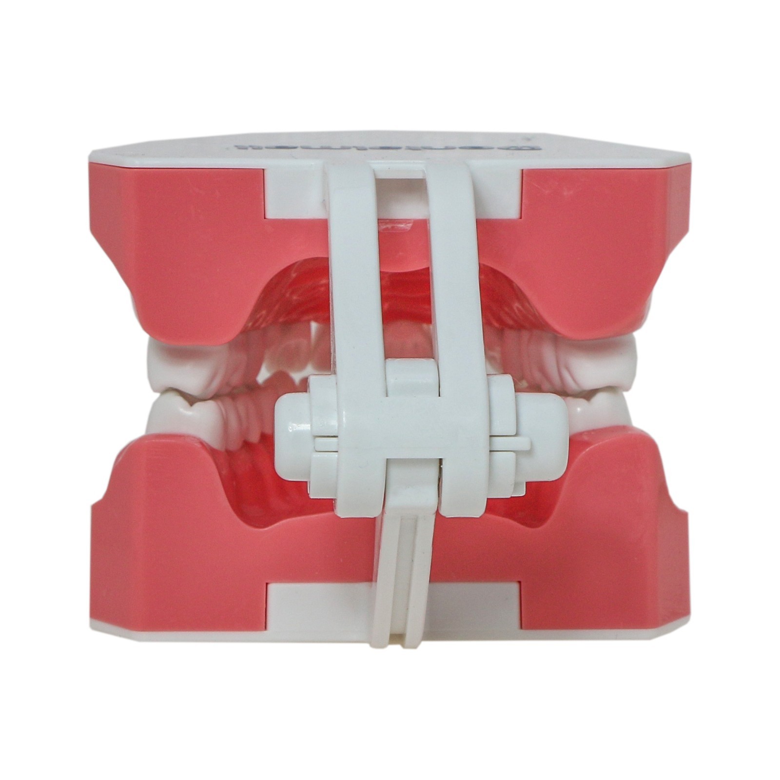 US Dental Teeth Typodonts Model Brushing Flossing Practice Mode Anatomic Teach