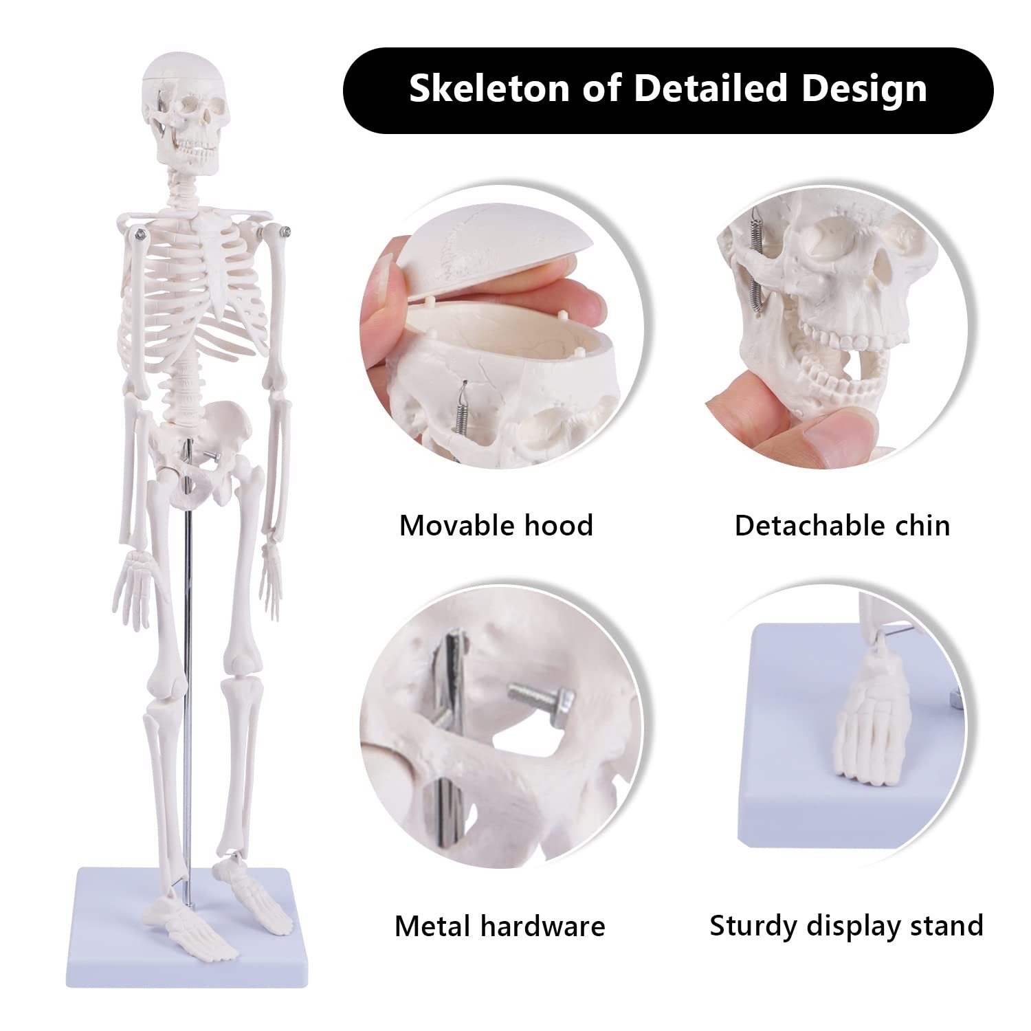 NLShan Human Skeleton Model for Anatomy: 17.7 Inches skeleton model
