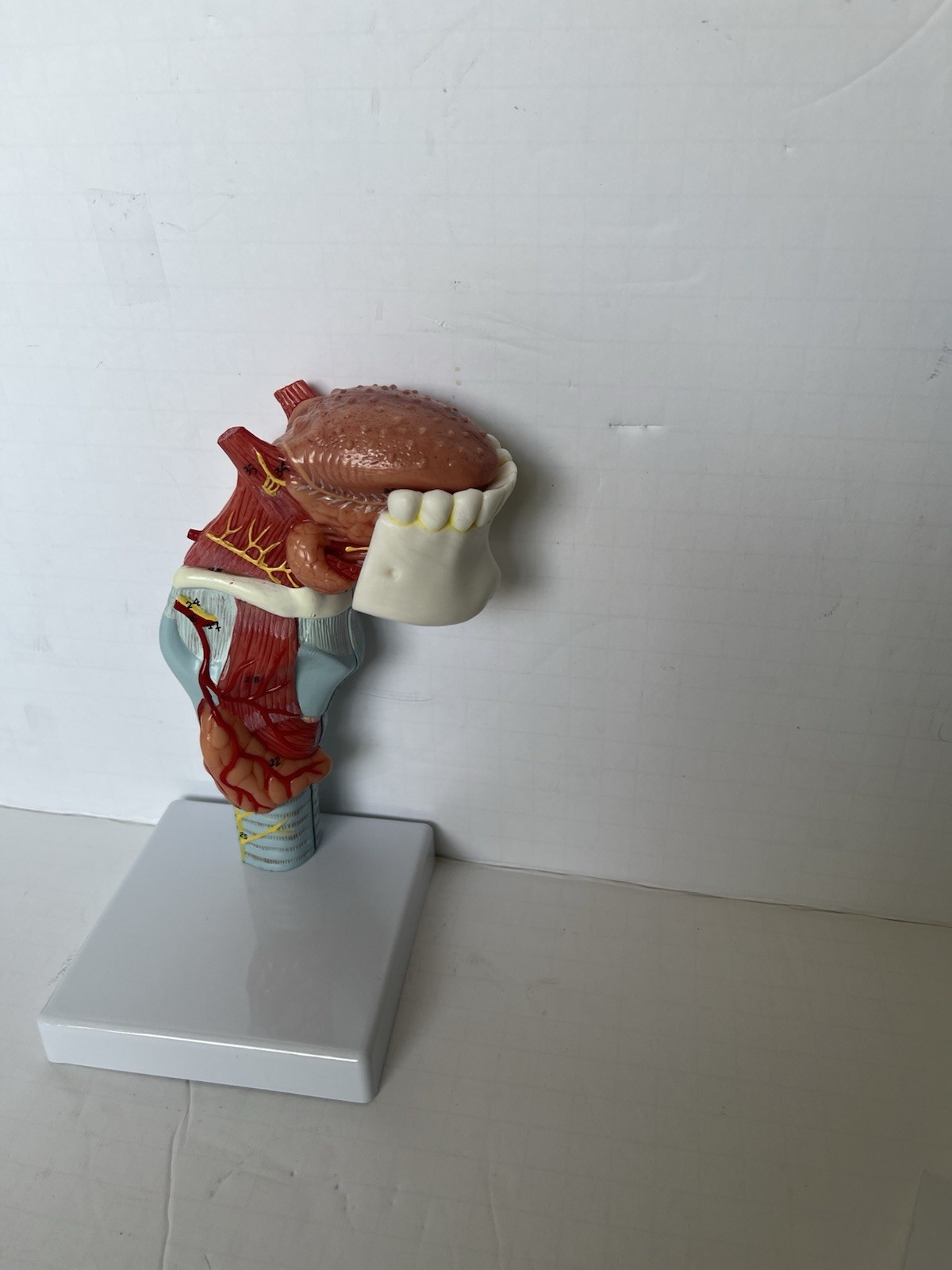PVC Human Throat Tongue 5 Parts Model Medical Anatomical Models Teaching