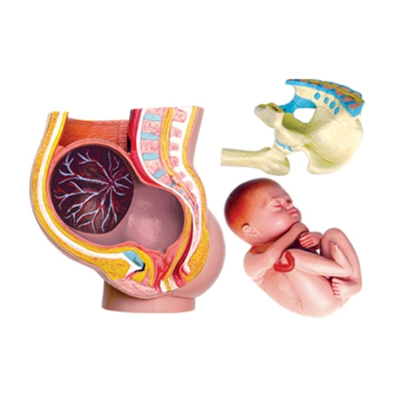 Human Pregnant Pelvis Section Model with Pregnancy 9 Months Baby Fetus Model