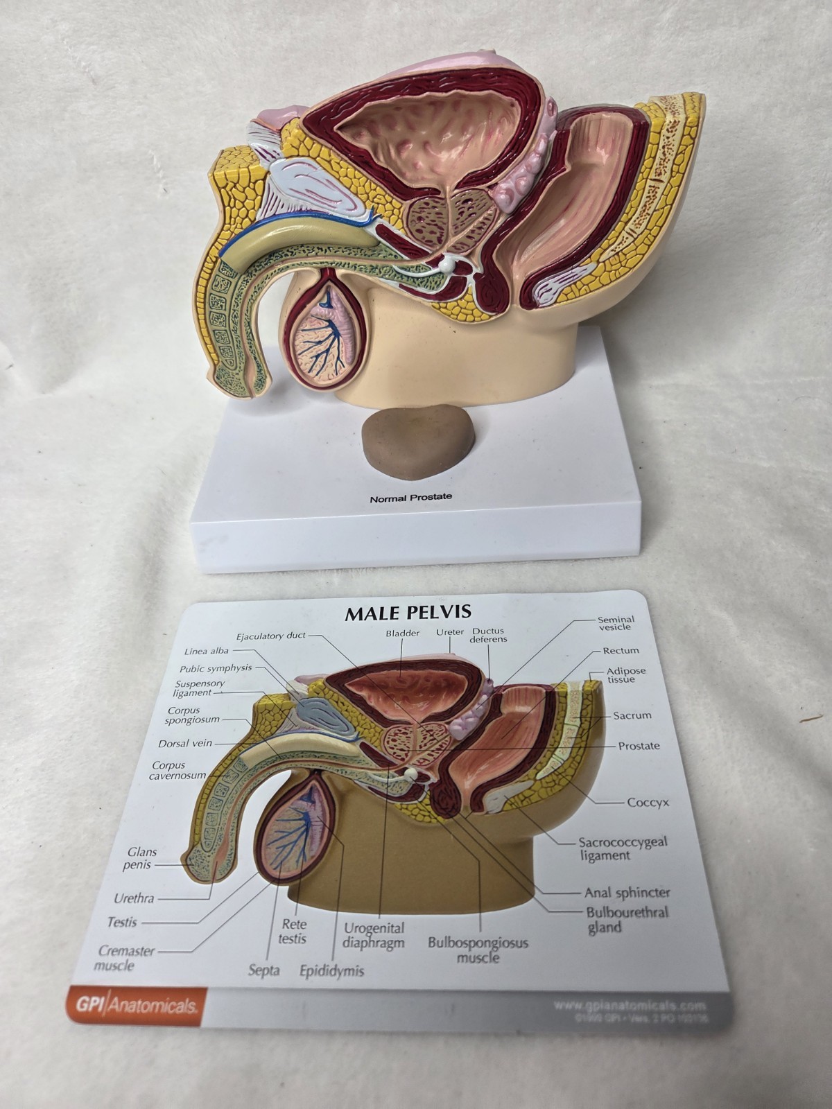 Male Pelvis 3D Display Model 1999