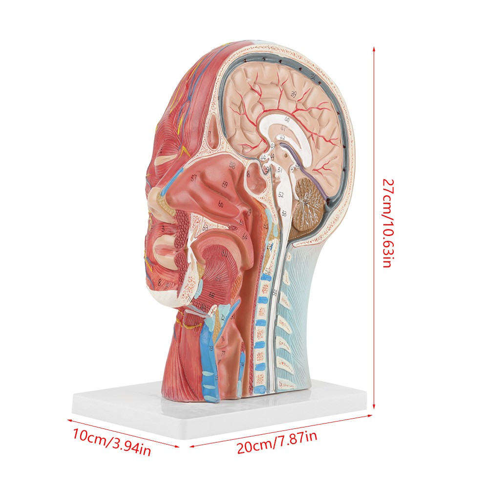 Anatomical Human Head Brain Neck Section Model Life-Size Study Aid For