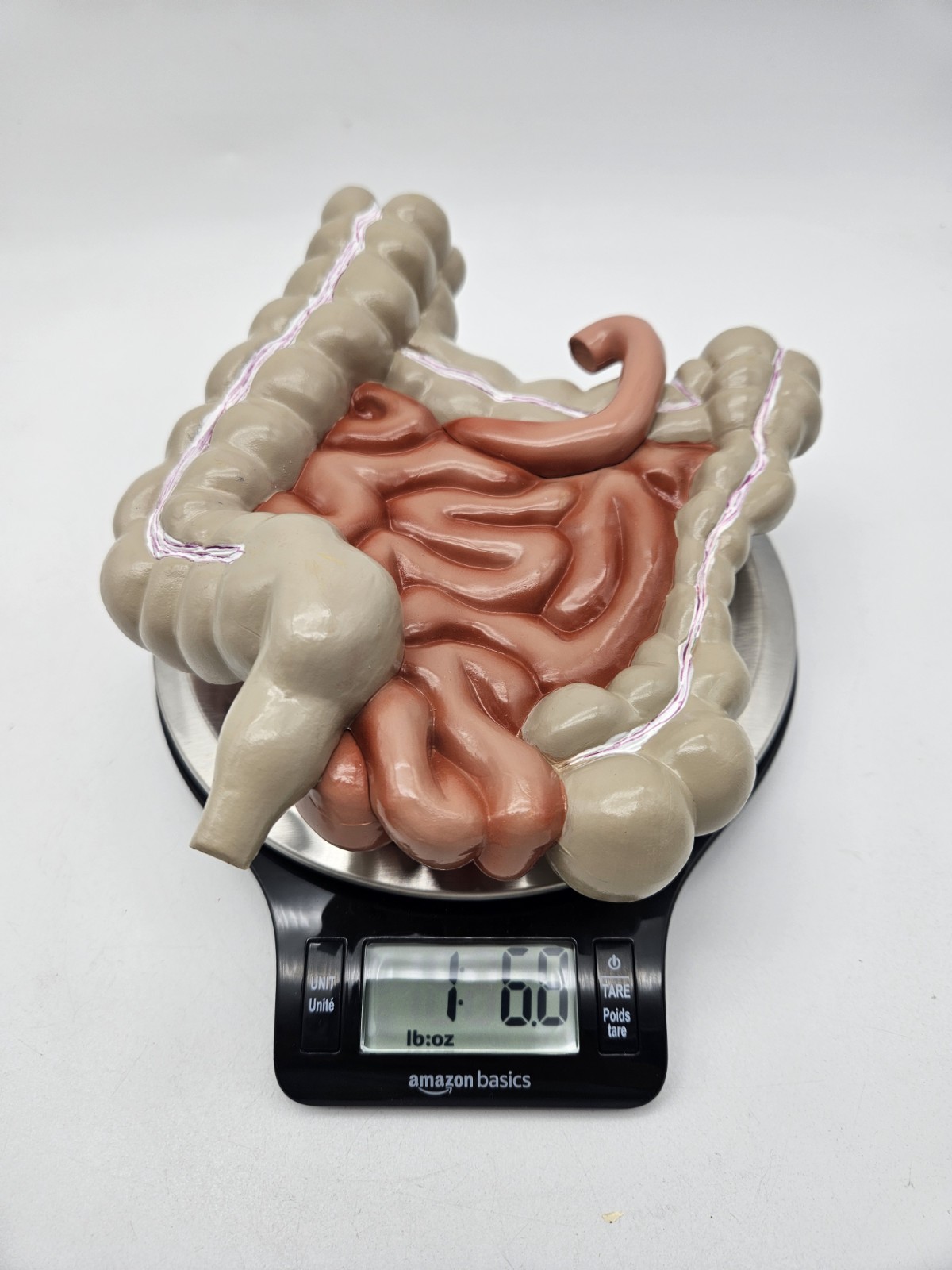 GI Tract Anatomy Model Handpainted Medical Display Gastro Intestinal Display