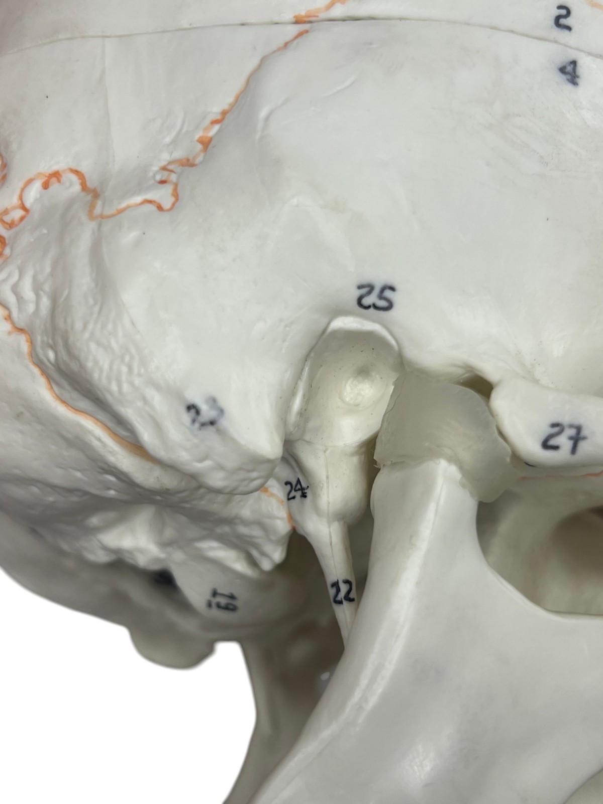 Medical Training Plastic Skull W/ Removable Skull Cap & Spring Jaw Halloween