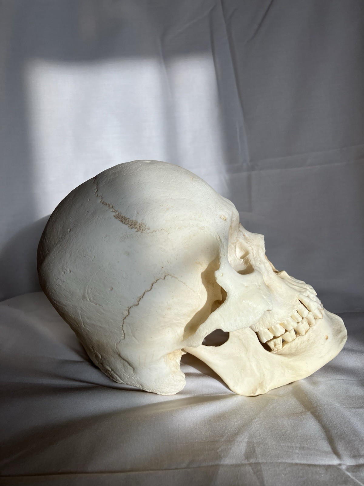 France casting southwestern indigenous skull replica