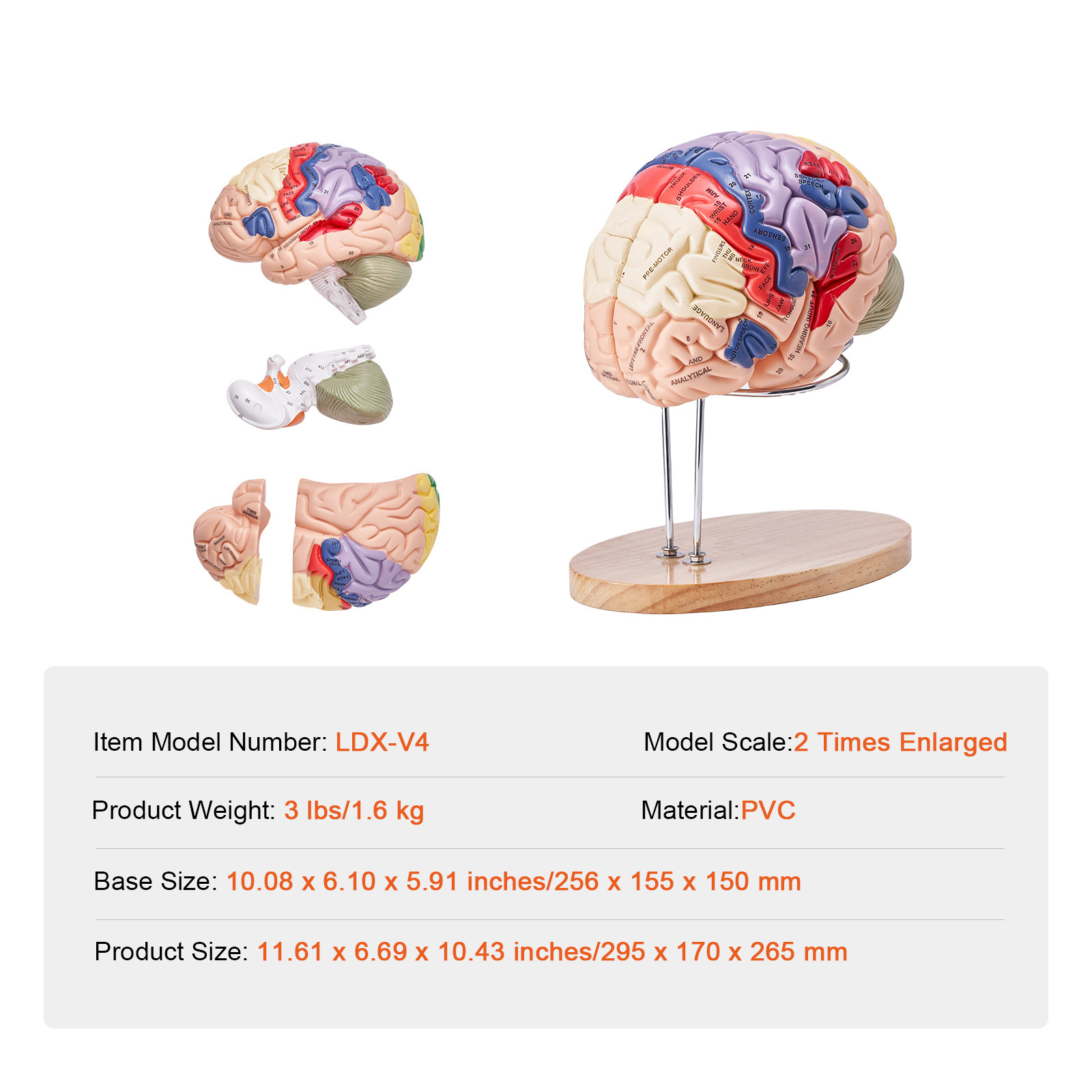 VEVOR Human Brain Model Anatomy Teaching Brain Model 4-Part Labeled 2X Enlarged