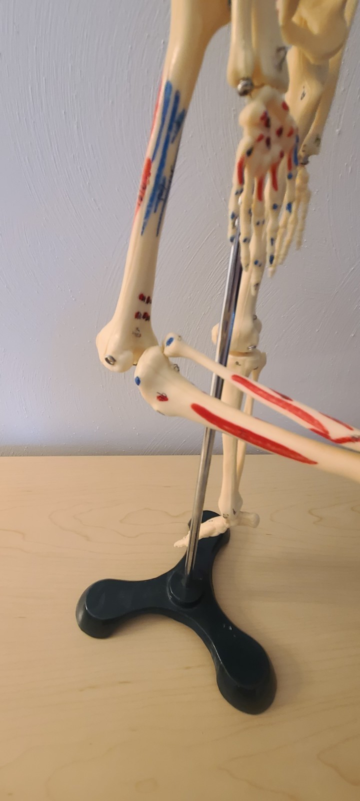 VINTAGE MEDICAL MODEL 27″ SKELETON ON METAL STAND