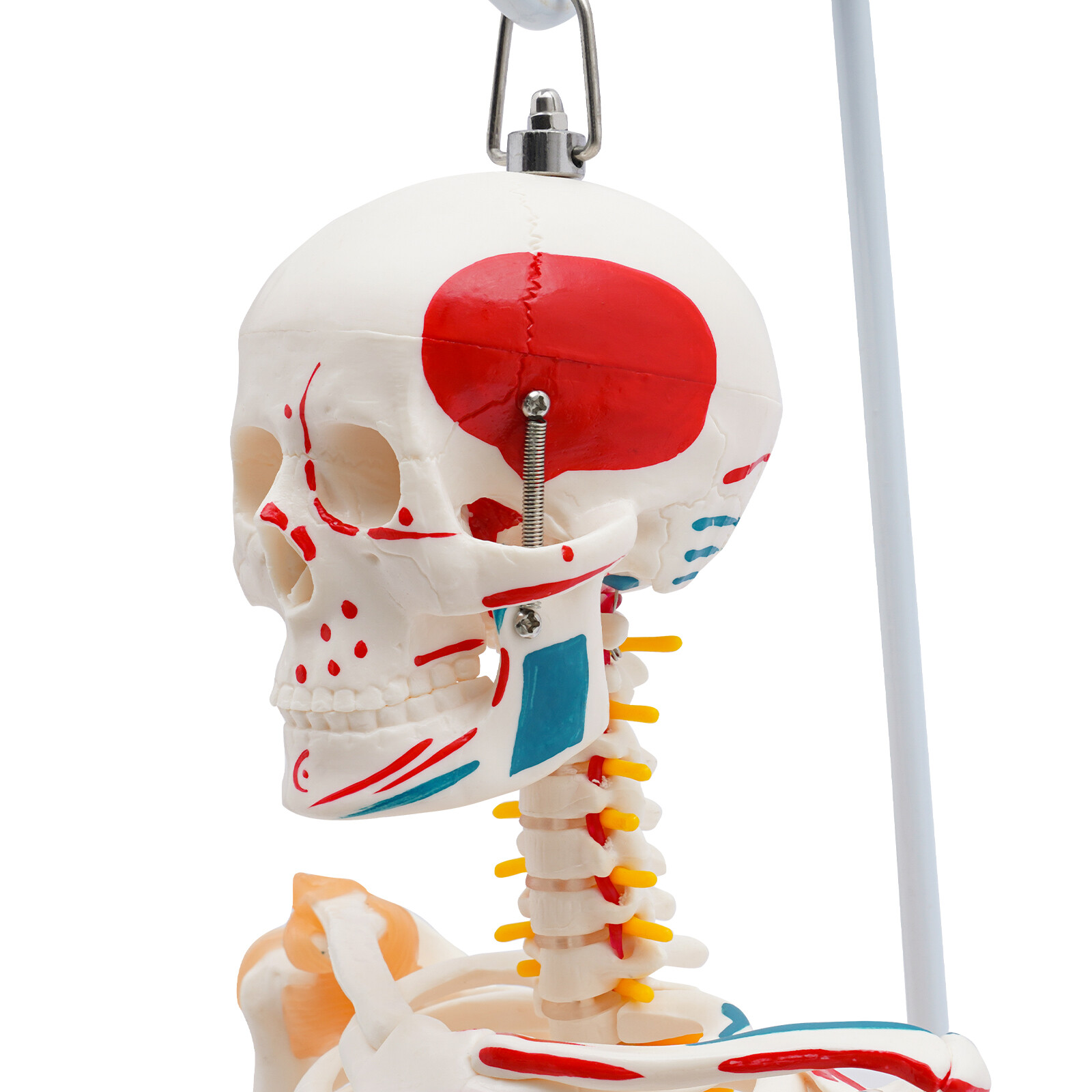 NEW 34″ Modern Hanging Style Human Skeleton Model Includes Joint Ligaments White
