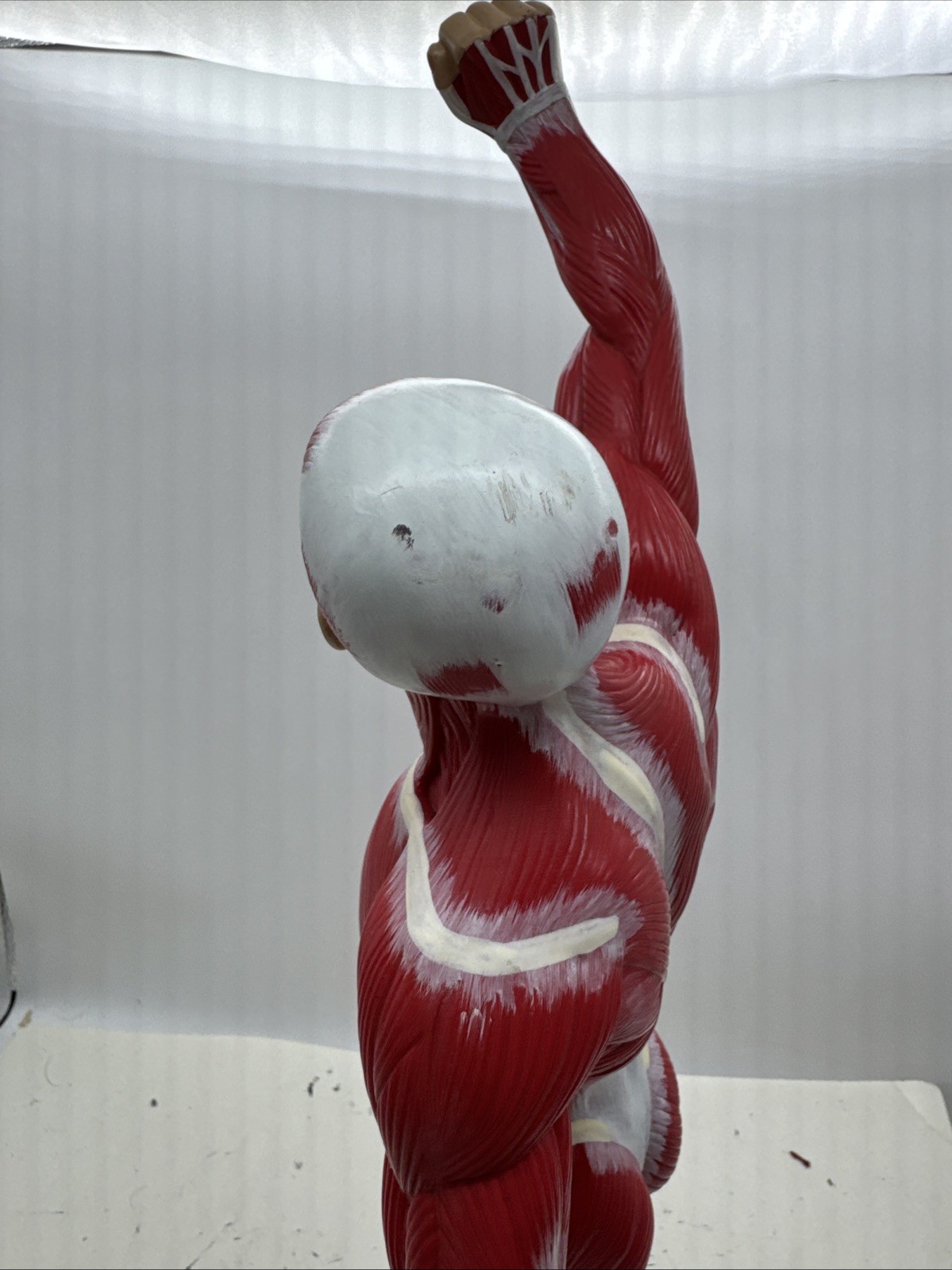 Wellden Muscular System Model, 20” Human Muscles Anatomy Axis Scientific (104)