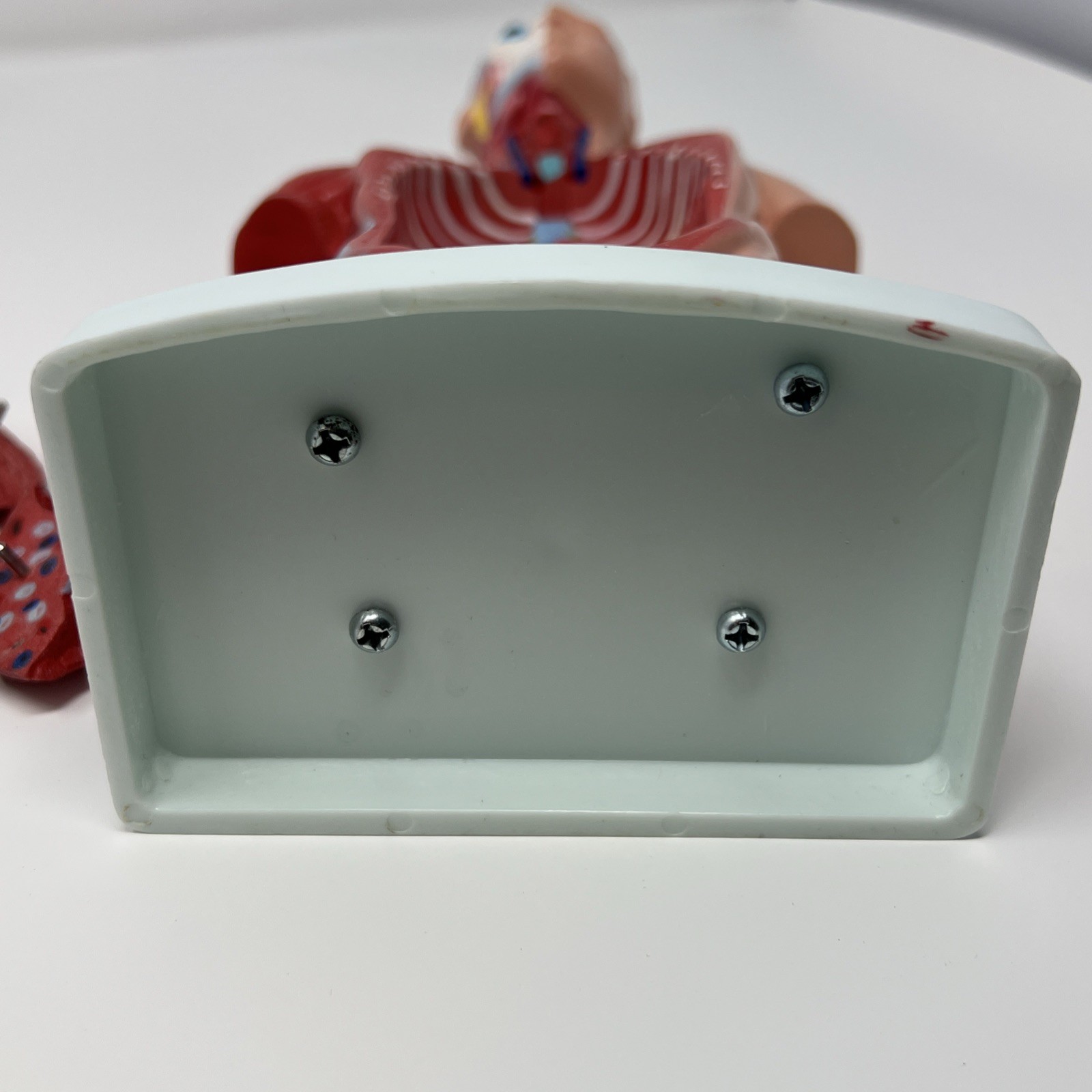 Human Body Medical Anatomy Model Classroom Nirvana In Utero Rubber Plastic Organ