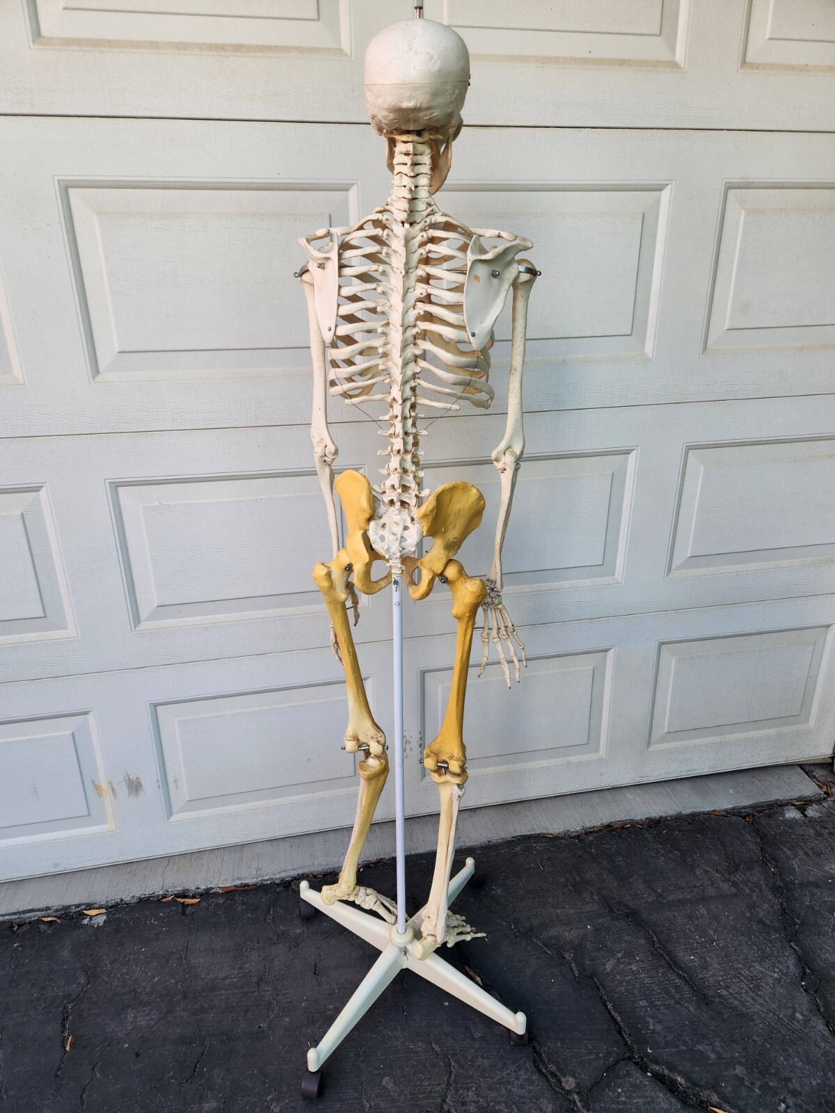 3B Scientific Standard 5′ 6″ Human Skeleton w/Pelvic Rolling Stand Halloween