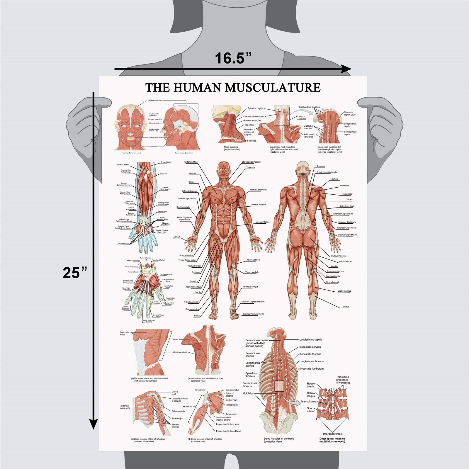 The Human Muscular System Chart Hanging Scroll Frame Canvas Print Human Anato…