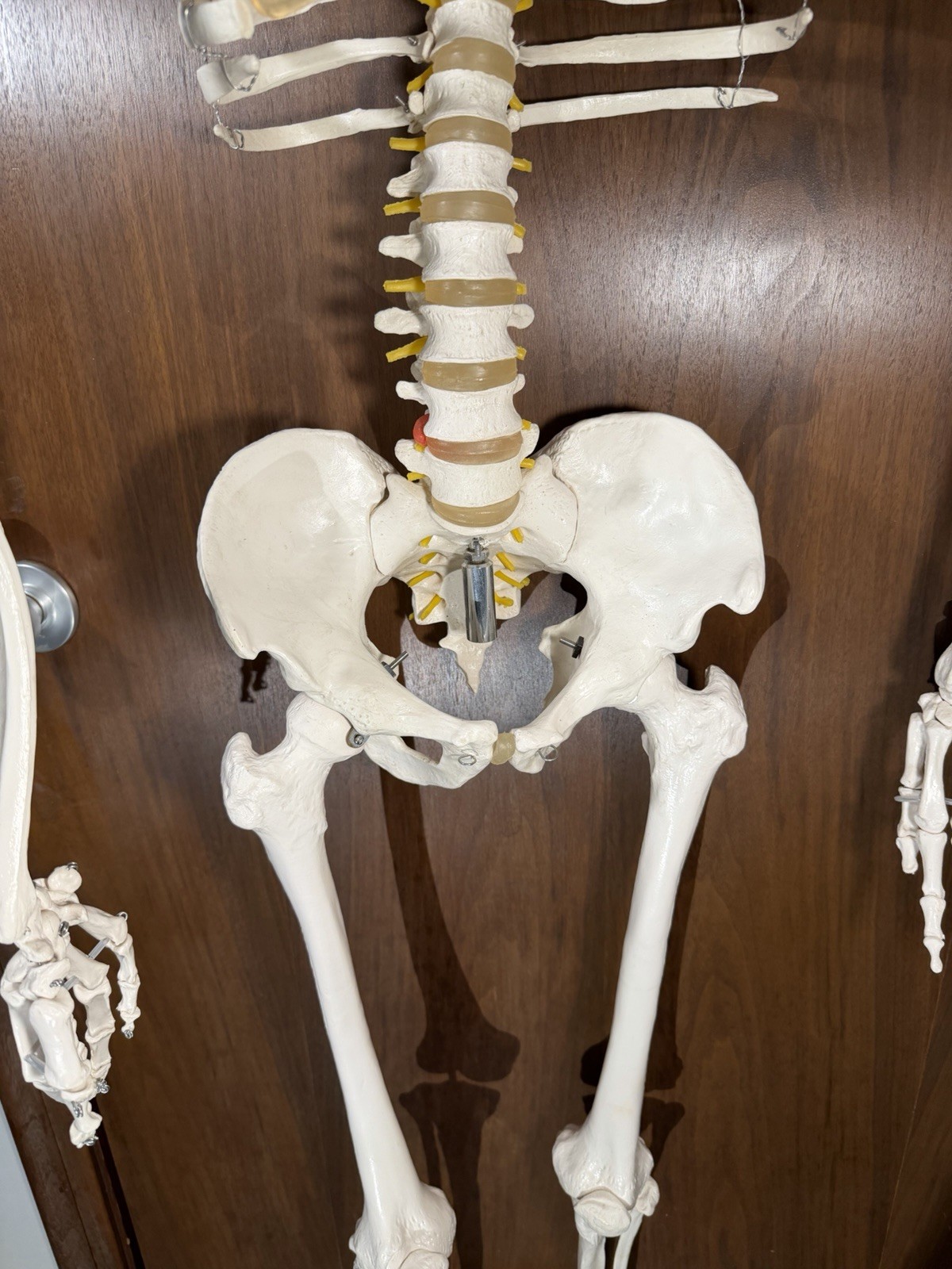 Life Size Human Anatomy Skeleton Hanging Medical Model w/ Spine Nerves