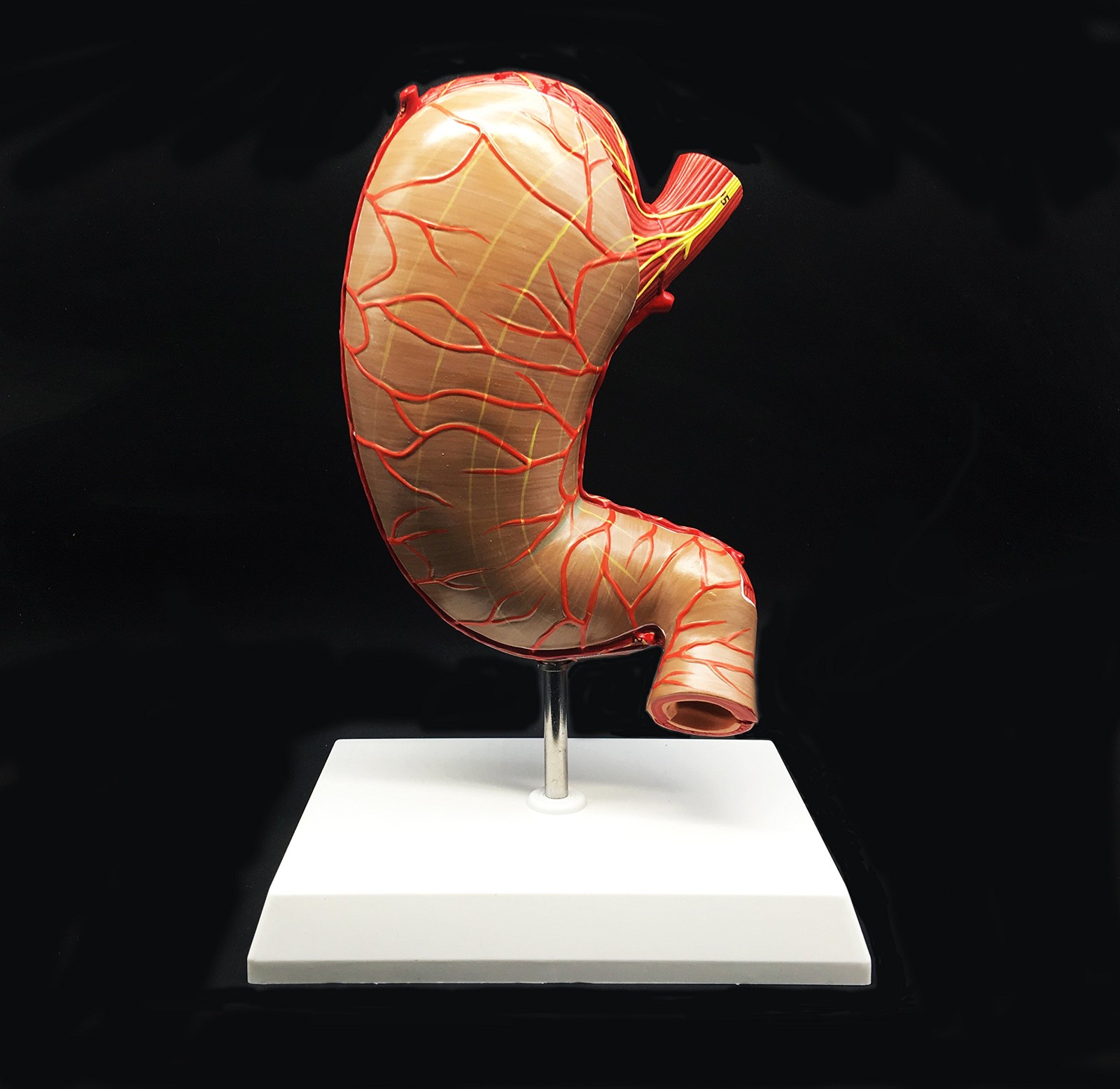 Human Stomach Model 1.5X Enlarged Anatomical Model Anatomy for Science Classroom