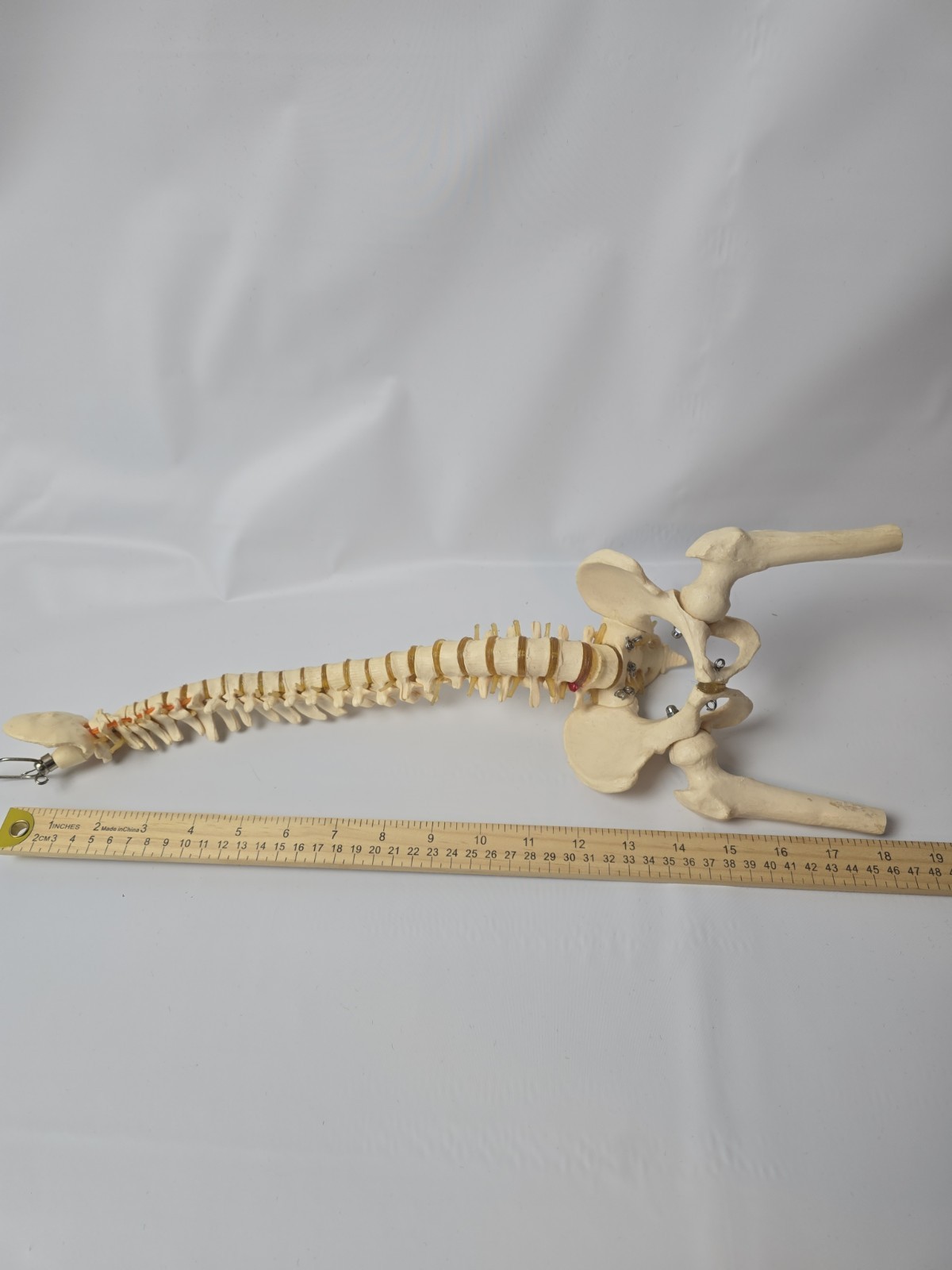 18 inch Human Spine with Pelvic Model Human Anatomical Anatomy Spine Model