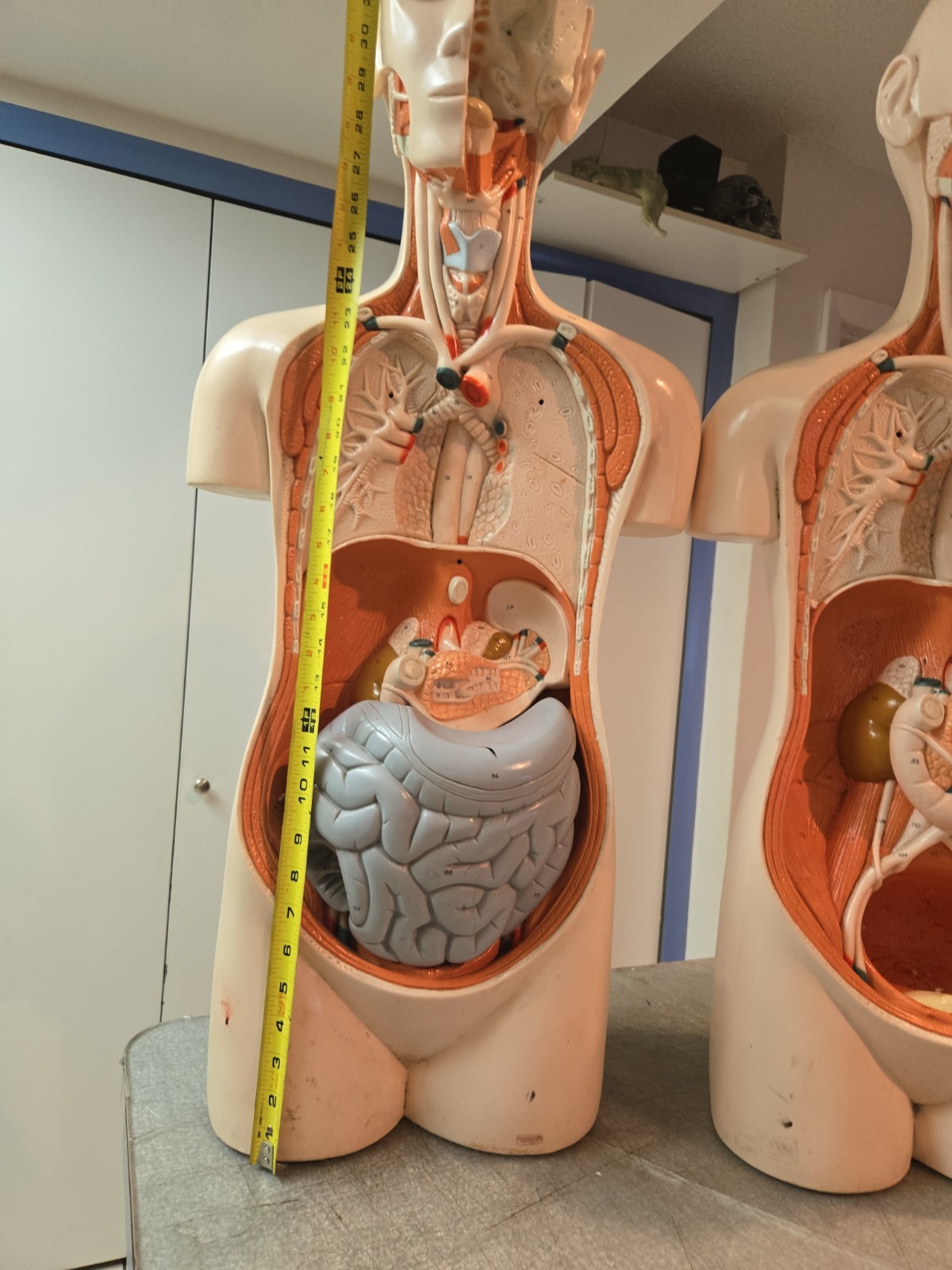 2 Qty Denoyer Geppert Anatomy Human Body Teaching Medical Torso Model. AS-IS