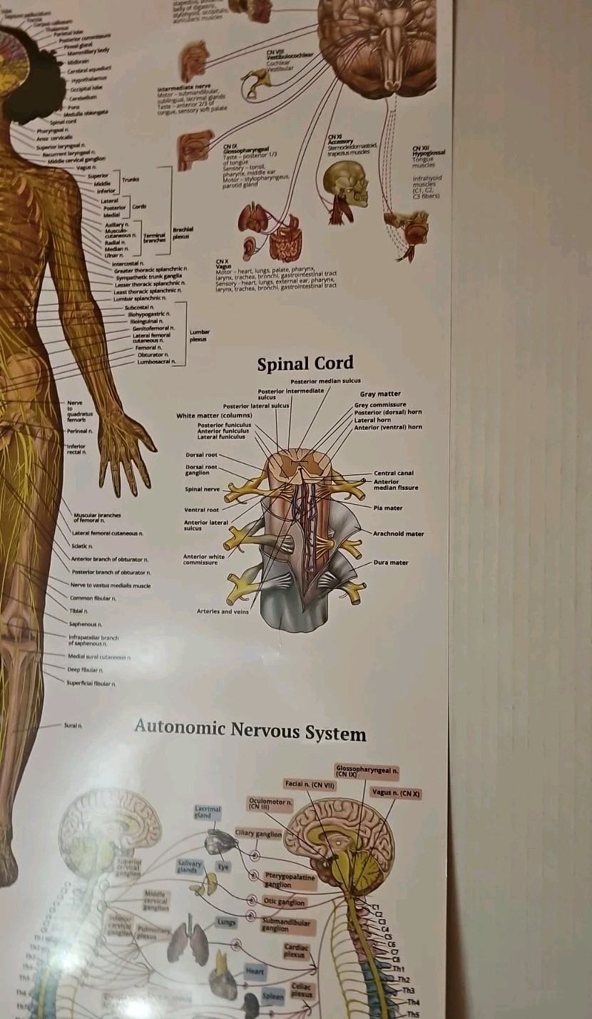 The Nervous System – 2 Sided Medical Poster 29.5″ x 17.5″ In. The Art Of Science