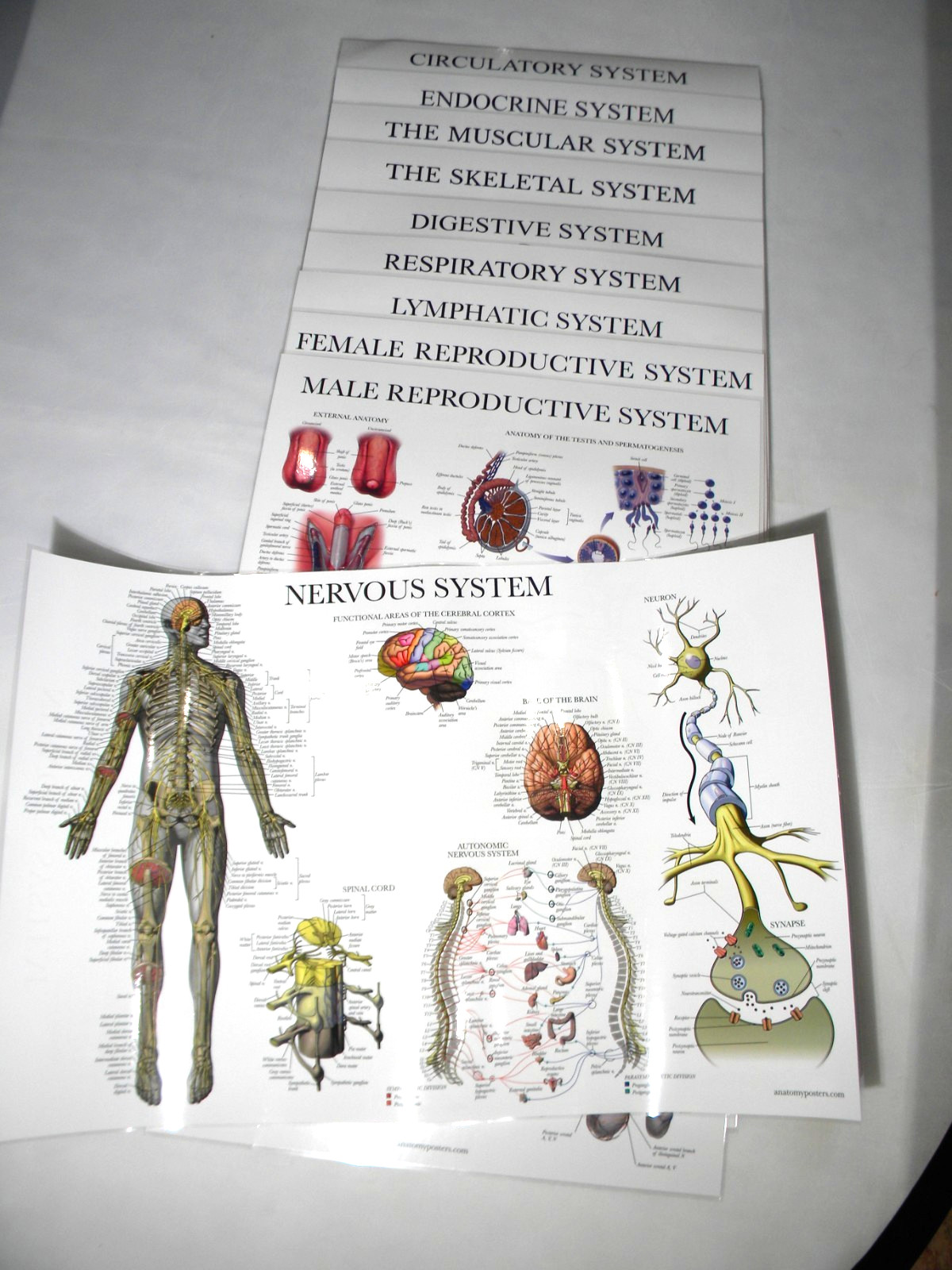 Anatomy Poster Set of 10 Double Sided Laminated 17.5″x26″