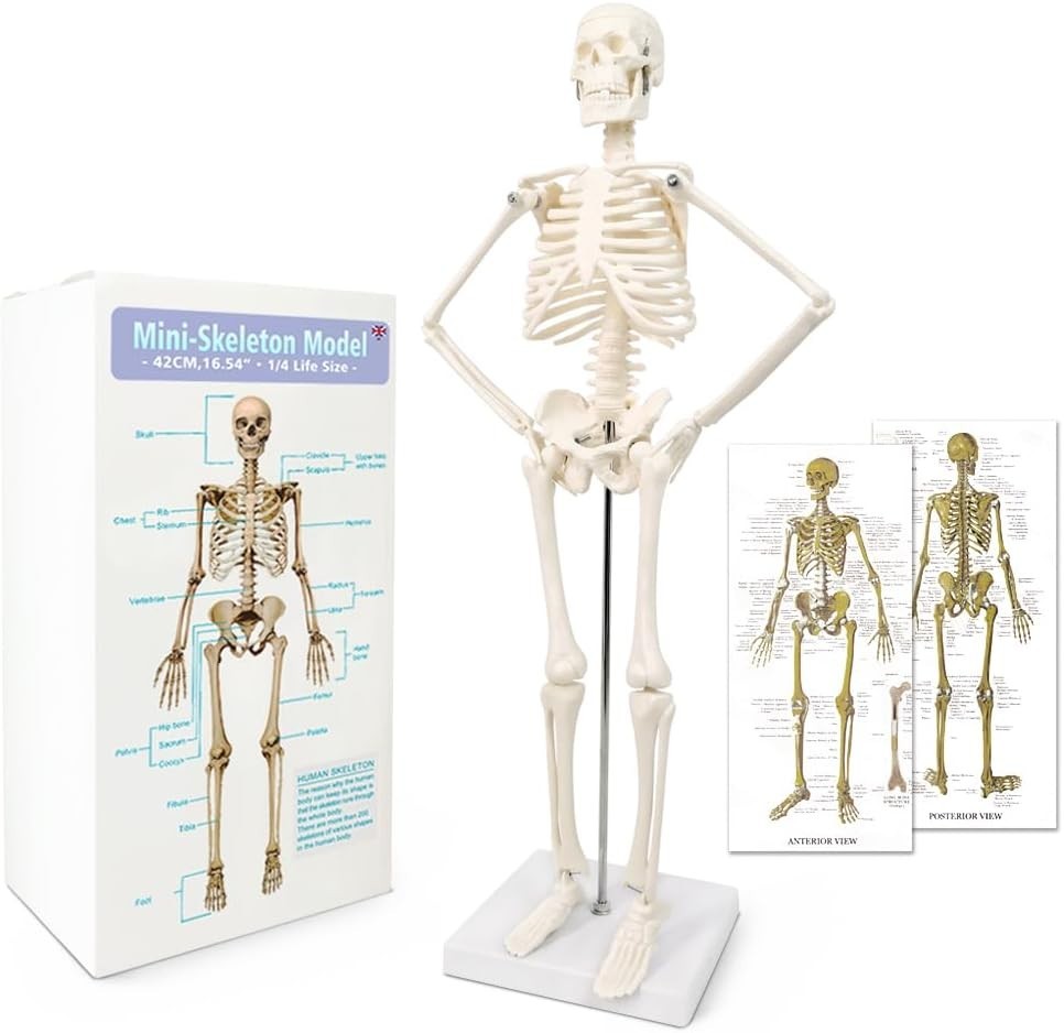 17.7 Inch Human Skeleton Model for Anatomy Study with Movable Limbs and Joints
