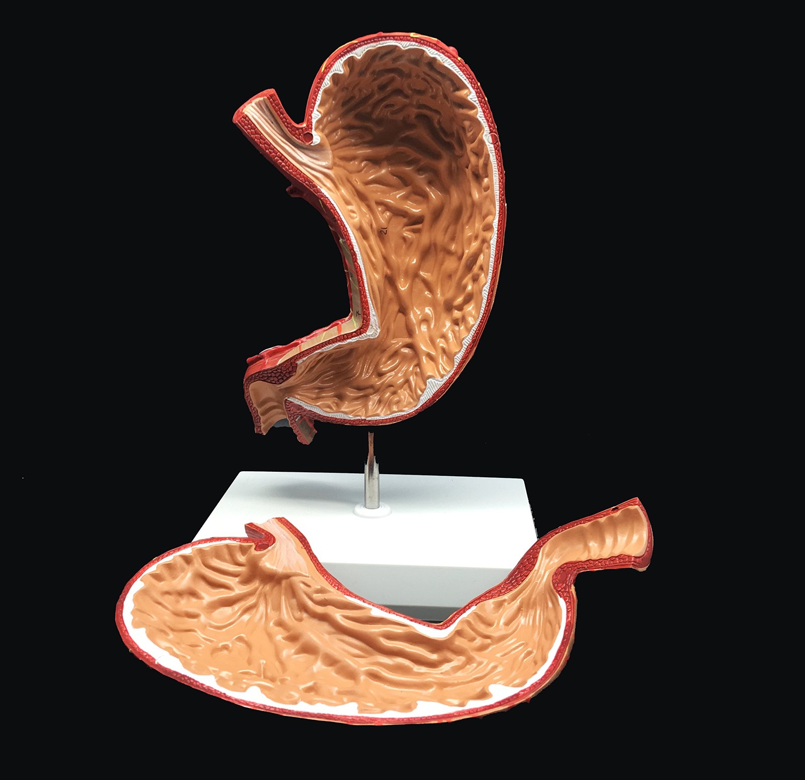 Human Stomach Model 1.5X Enlarged Anatomical Model Anatomy for Science Classroom