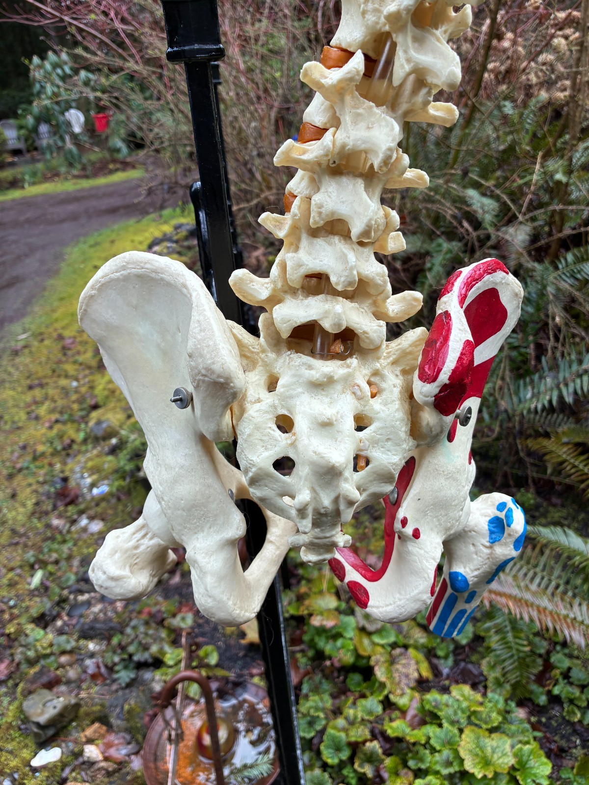 mcm 1960’s vintage medical school university 36″ scoliosis SPINE model~Halloween