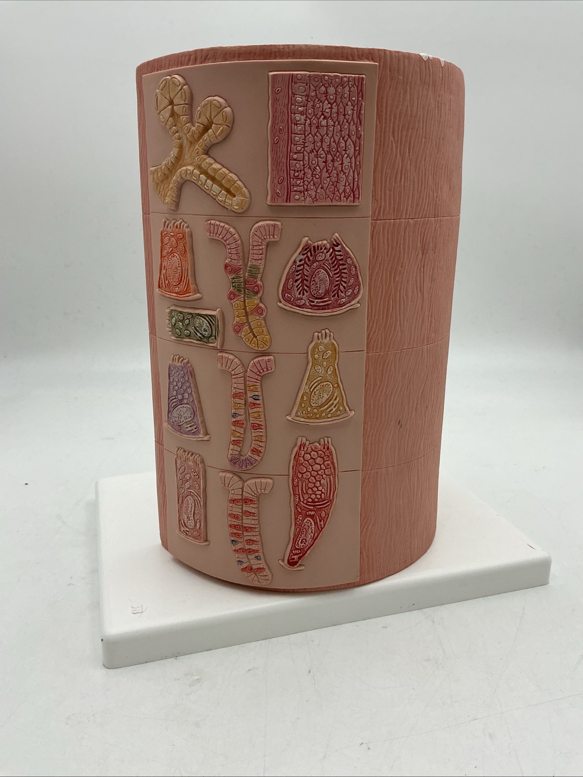 3B Scientific MICROanatomy Digestive System Model, 20-times Magnified – K23