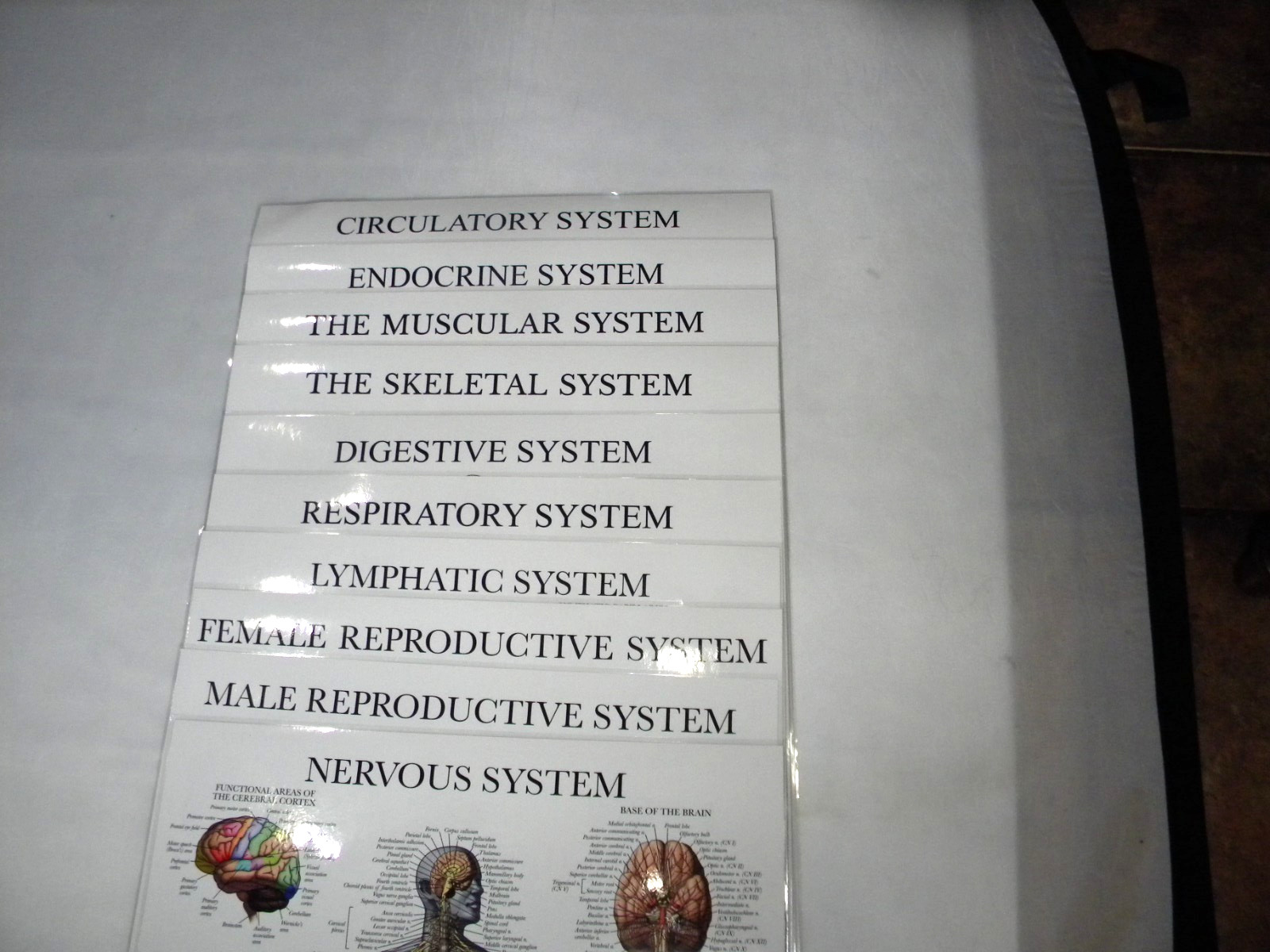 Anatomy Poster Set of 10 Double Sided Laminated 17.5″x26″