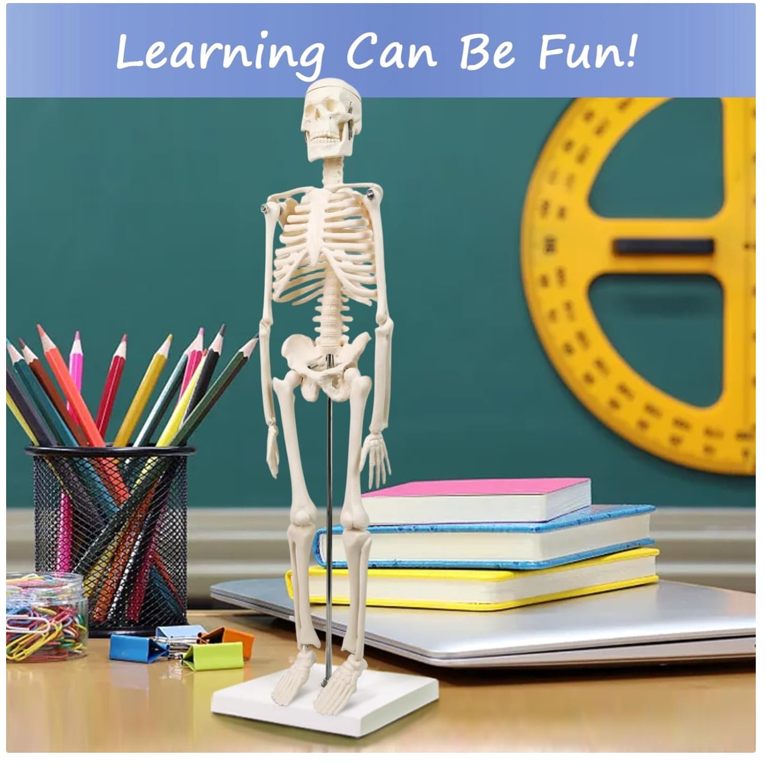 Full Body Human Skeleton Model for Medical Learning