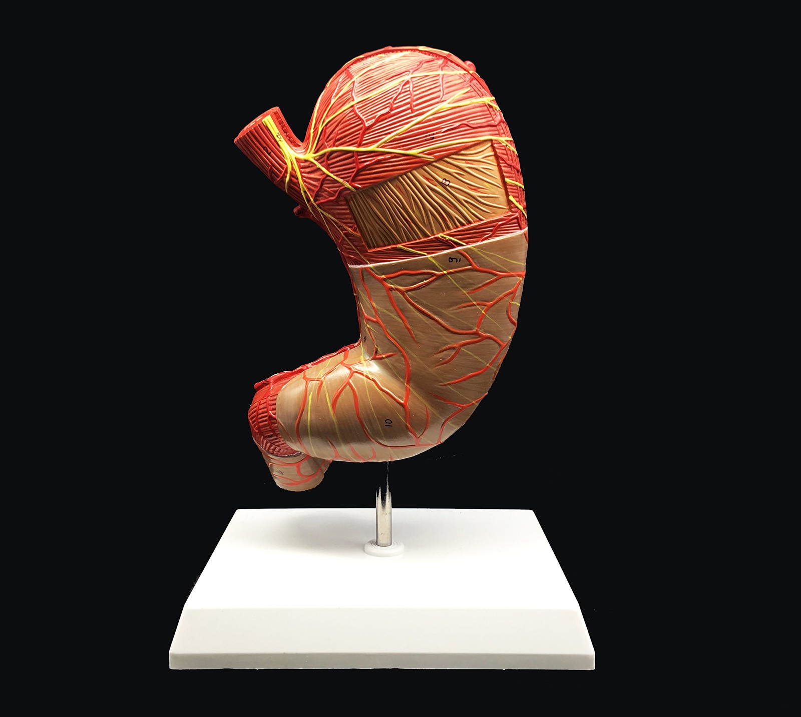 Human Stomach Model 1.5X Enlarged Anatomical Model Anatomy for Science Classroom