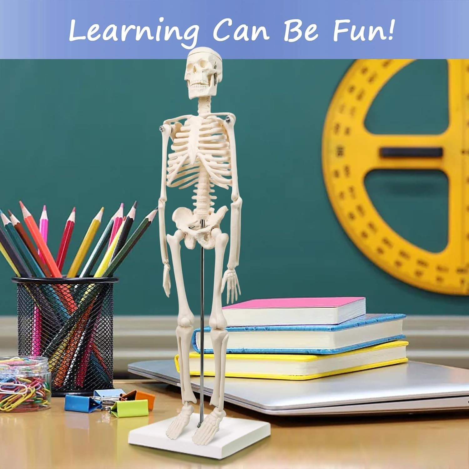 Full Body Human Skeleton Model for Medical Learning
