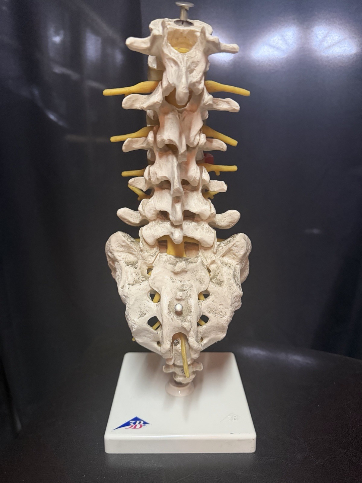 Vintage Scientfic Anatomical Articulating Spine Made In Germany Unusual