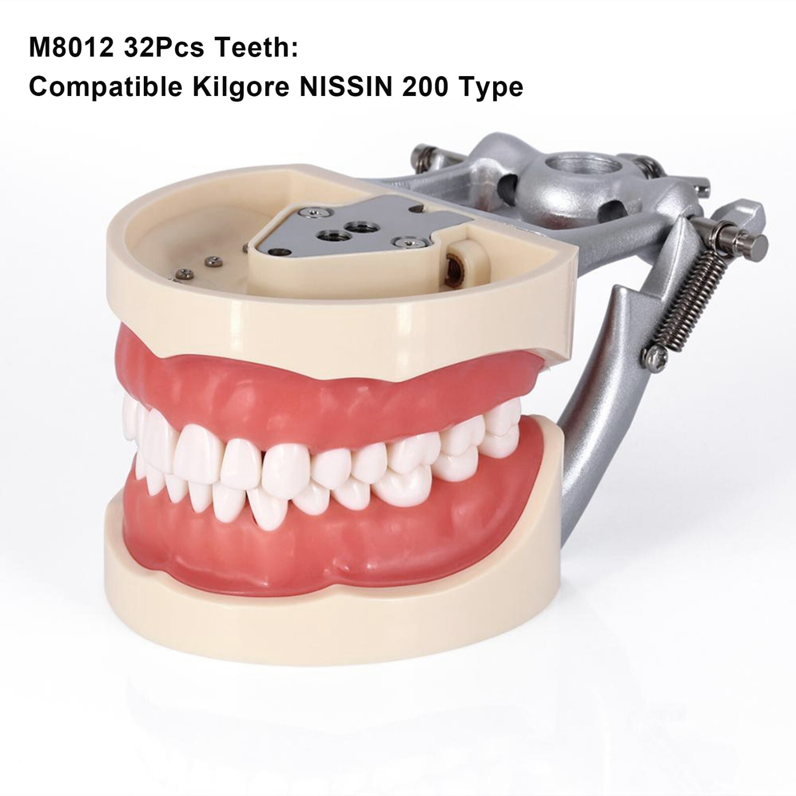 Fit Kilgore NISSIN 200Type Model Dental Typodont Model With 32Pcs Screw-in Teeth