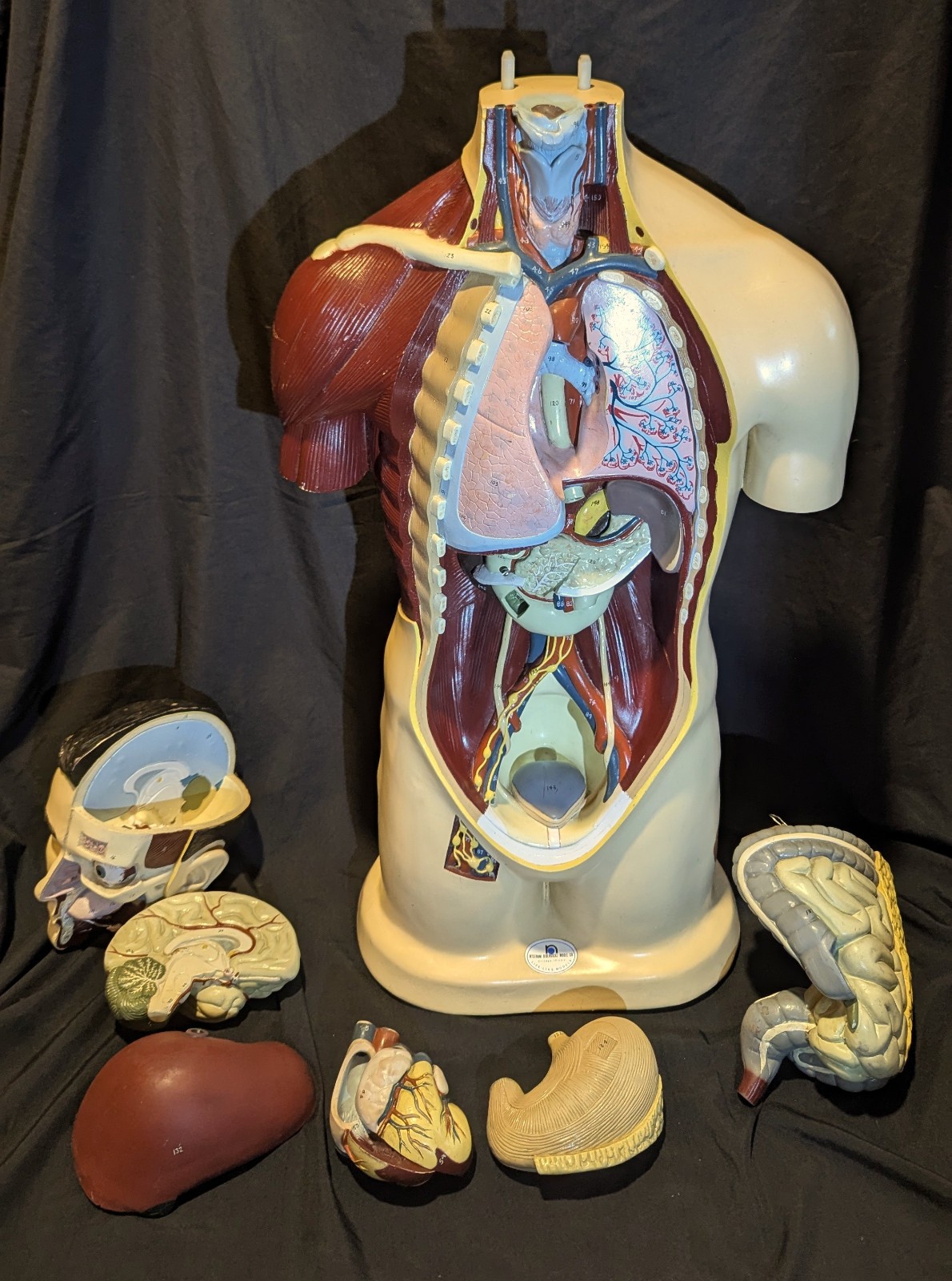LRG Nystrom Biological Scientific Human Anatomy Model Torso 36″ Tapes Manual VTG