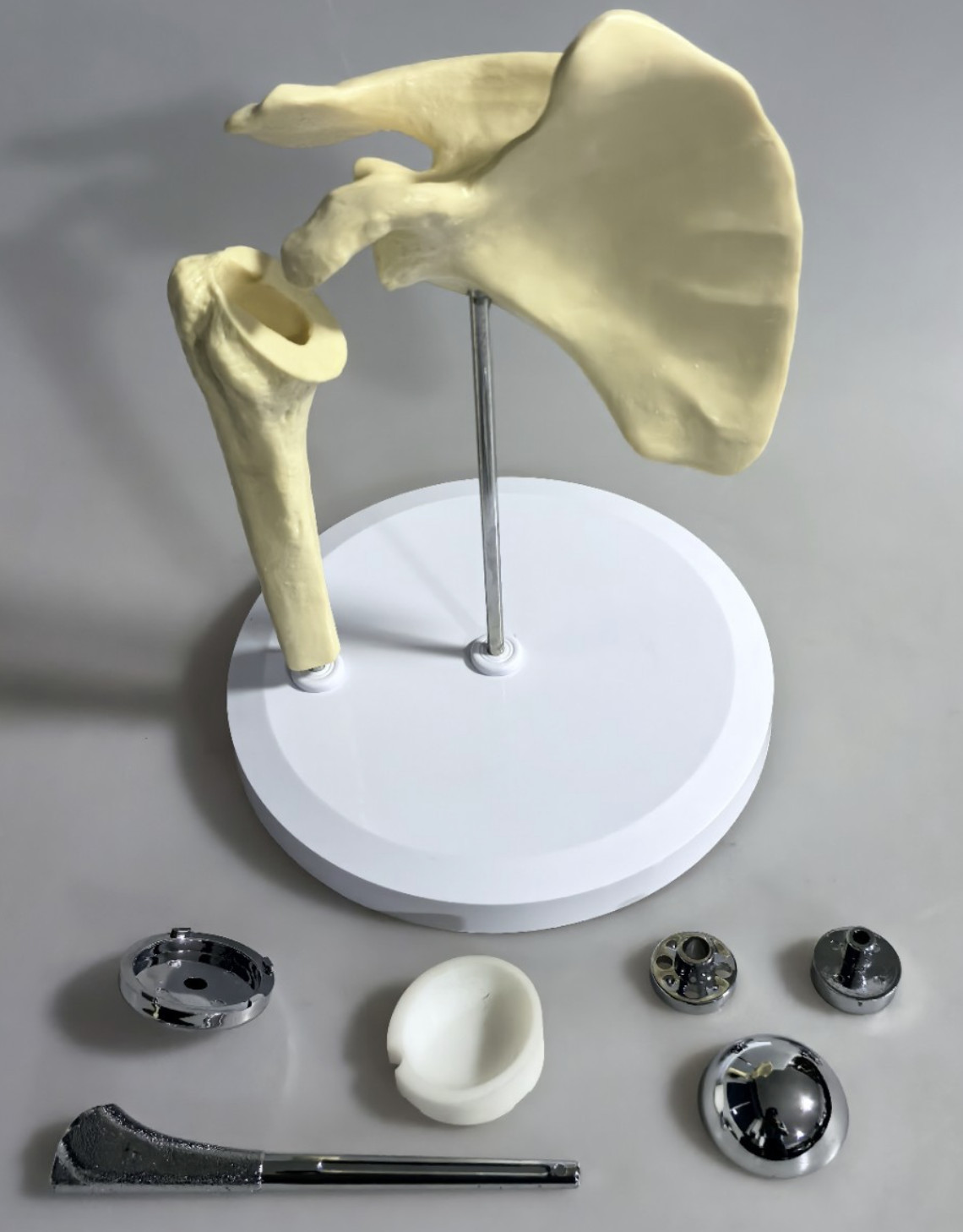 Artificial Shoulder Replacement Anatomical Model Knee Shoulder Elbow Joint Model