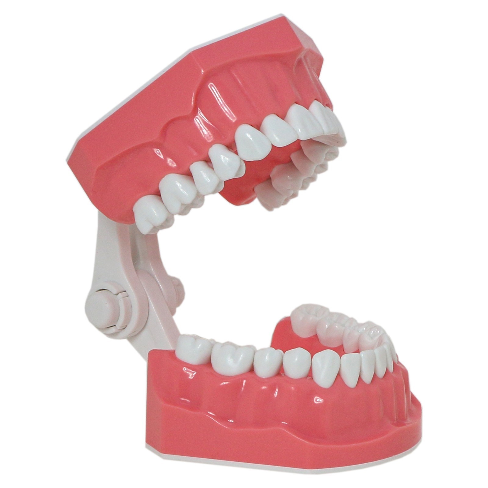 Dental Teeth Model Standard 1:1Brushing Flossing Practice Teaching Model M7010-1