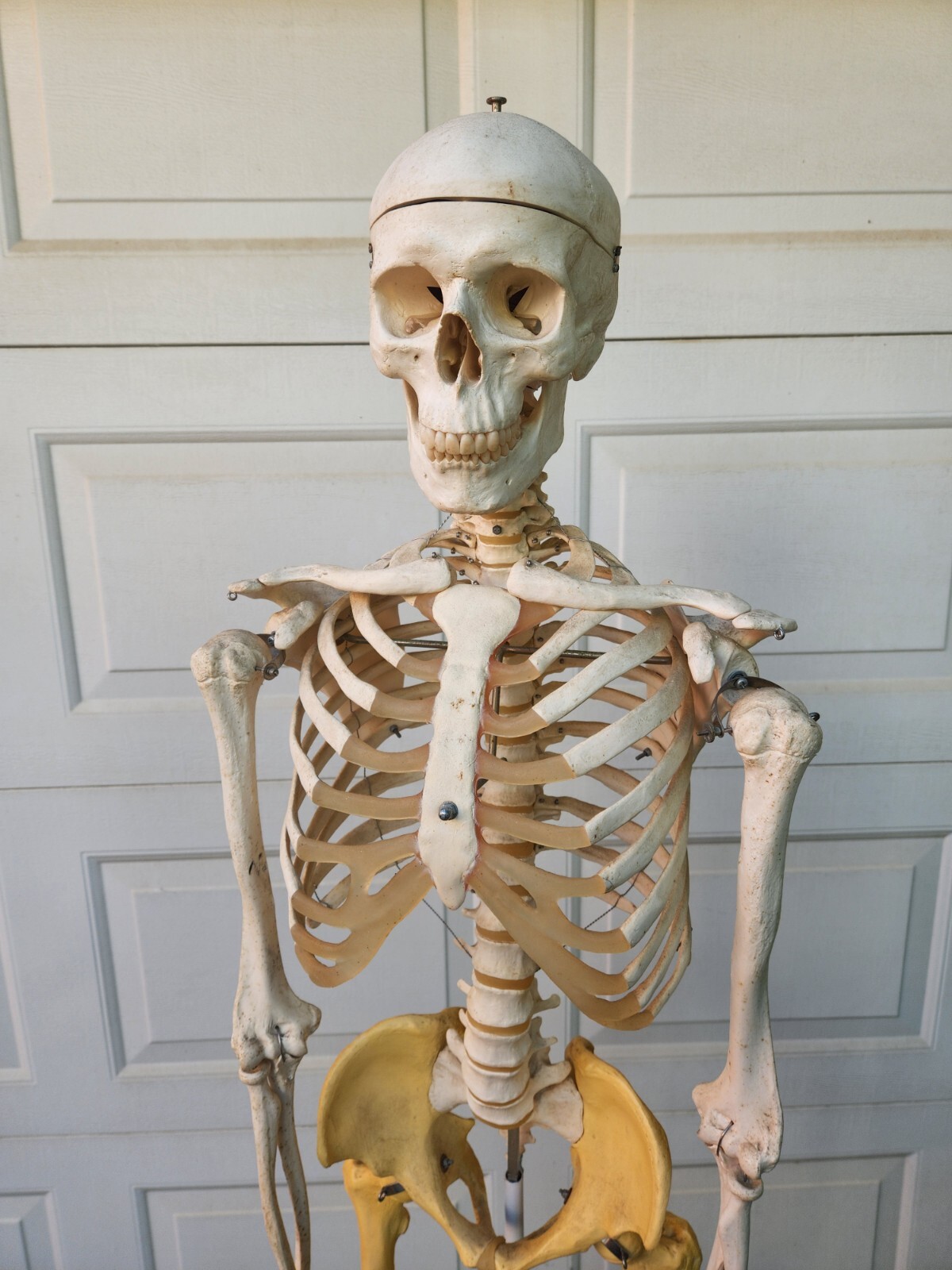 3B Scientific Standard 5′ 6″ Human Skeleton w/Pelvic Rolling Stand Halloween