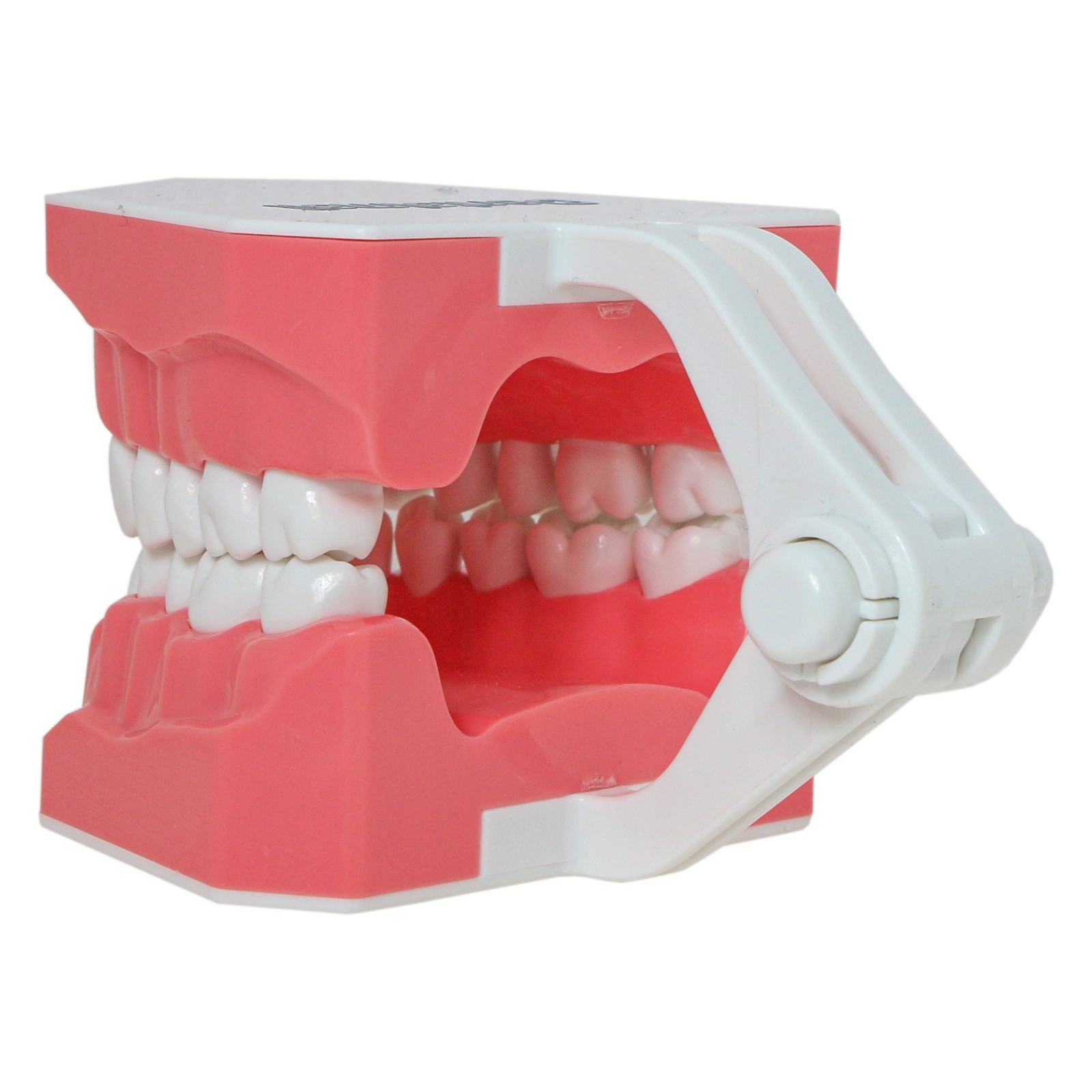 Dental Typodont Orthodontic Teeth Model with Metal Braces for Brushing Practice