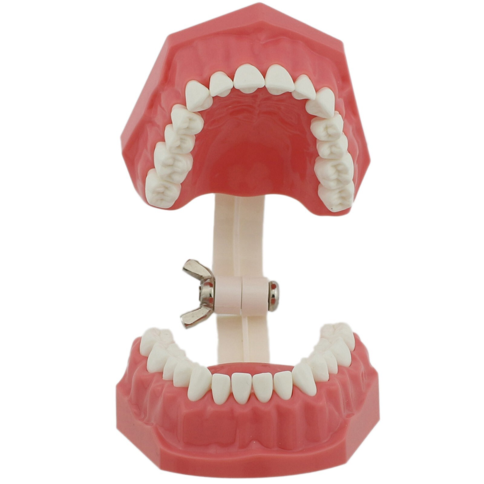 US Dental Typodont Teeth Model with Orthodontic Brackets Brushing