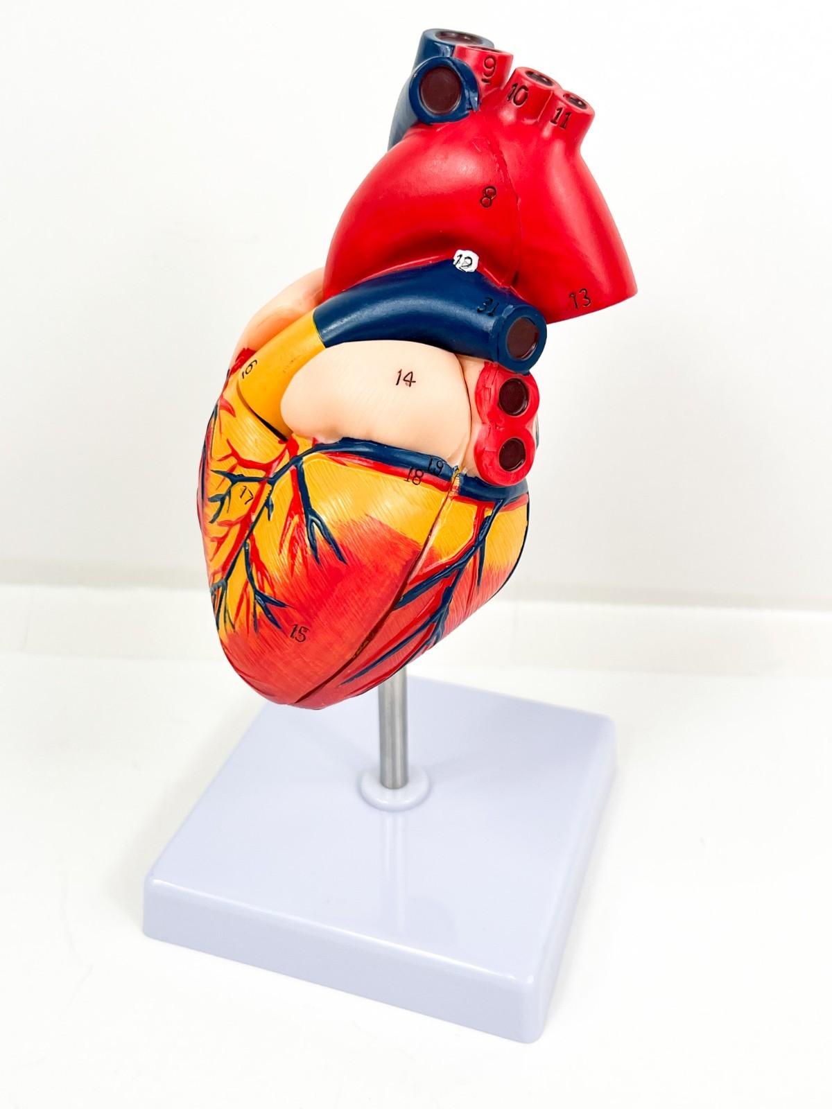 Anatomical Human Heart LifeSize 1:1 Model Medical Teaching Patient Counseling