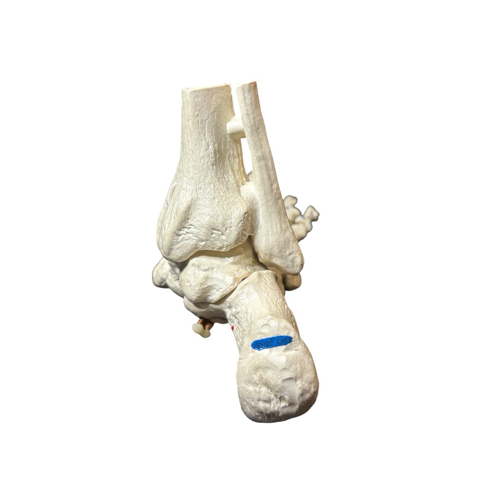 Medical Anatomical Model Human Foot Ankle Science Education Labeled Color Coded