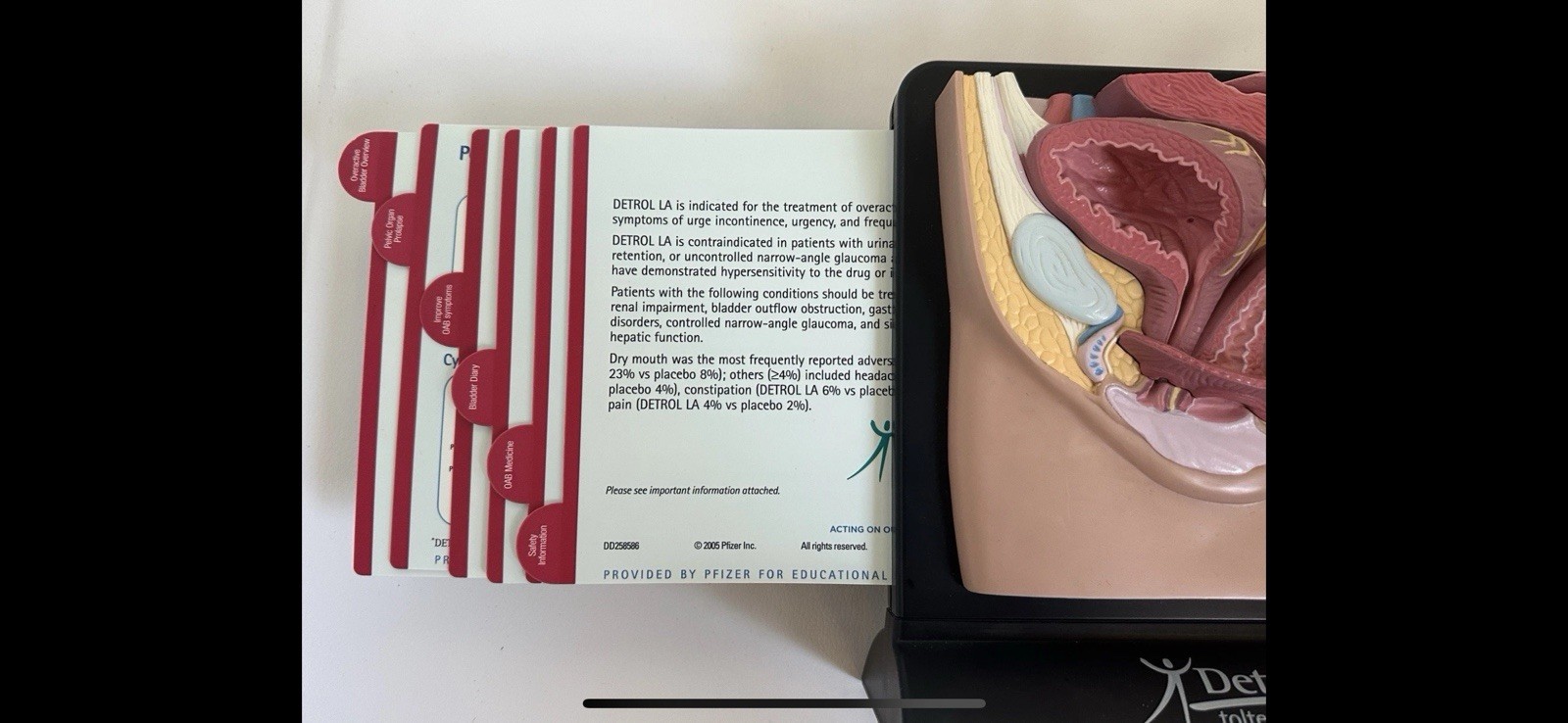 Male and Female Pelvis 2-sided 3D Anatomical Model with Info Cards 8” Tall