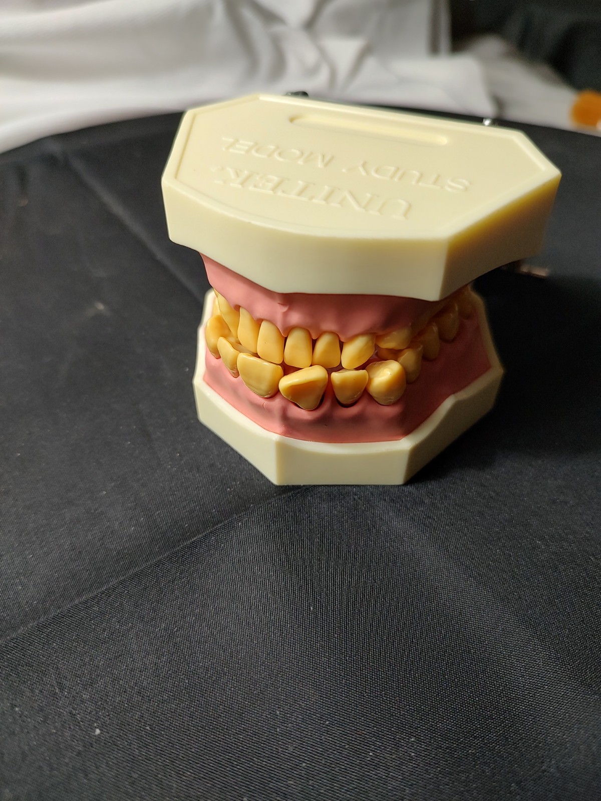 Halloween Scream Creepy Decor – Unitek Dental Teeth Model