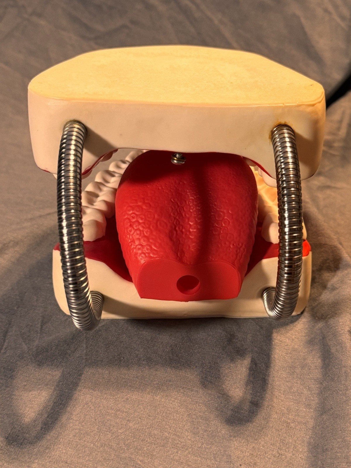 Large Dental Teeth Mouth Model w/ Removable Tongue Dentist Teaching Display Prop