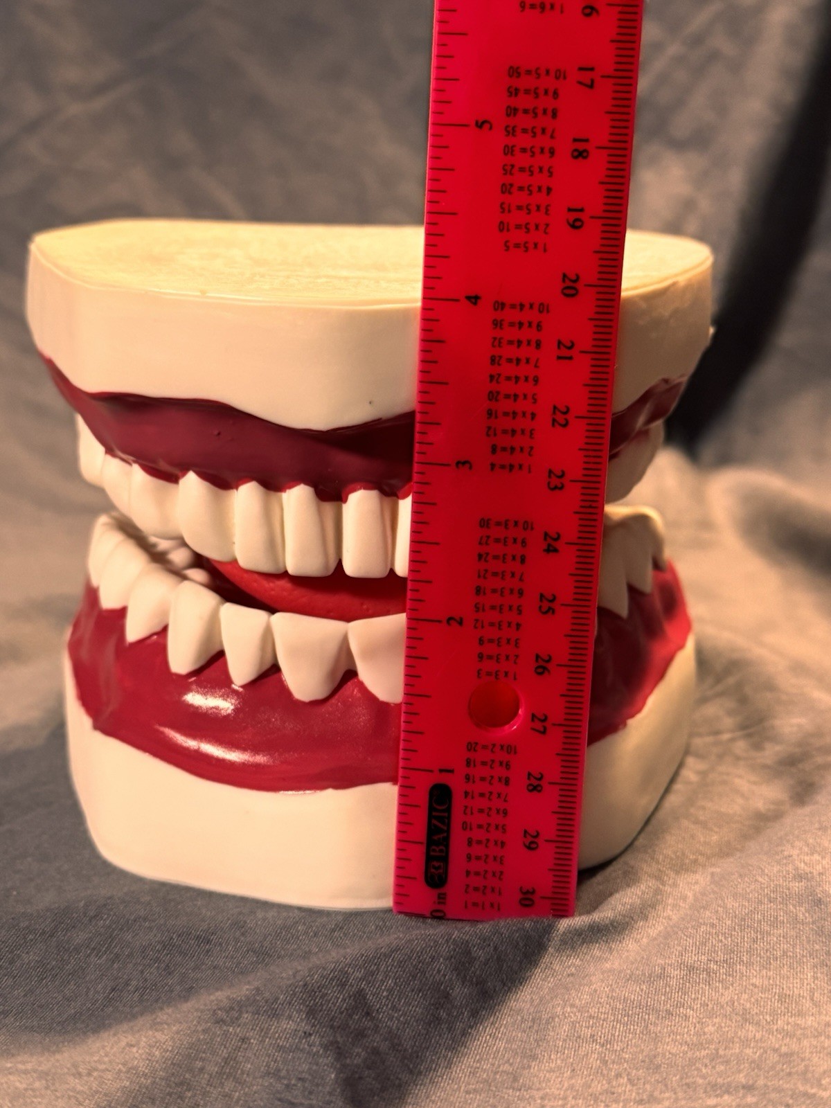 Large Dental Teeth Mouth Model w/ Removable Tongue Dentist Teaching Display Prop
