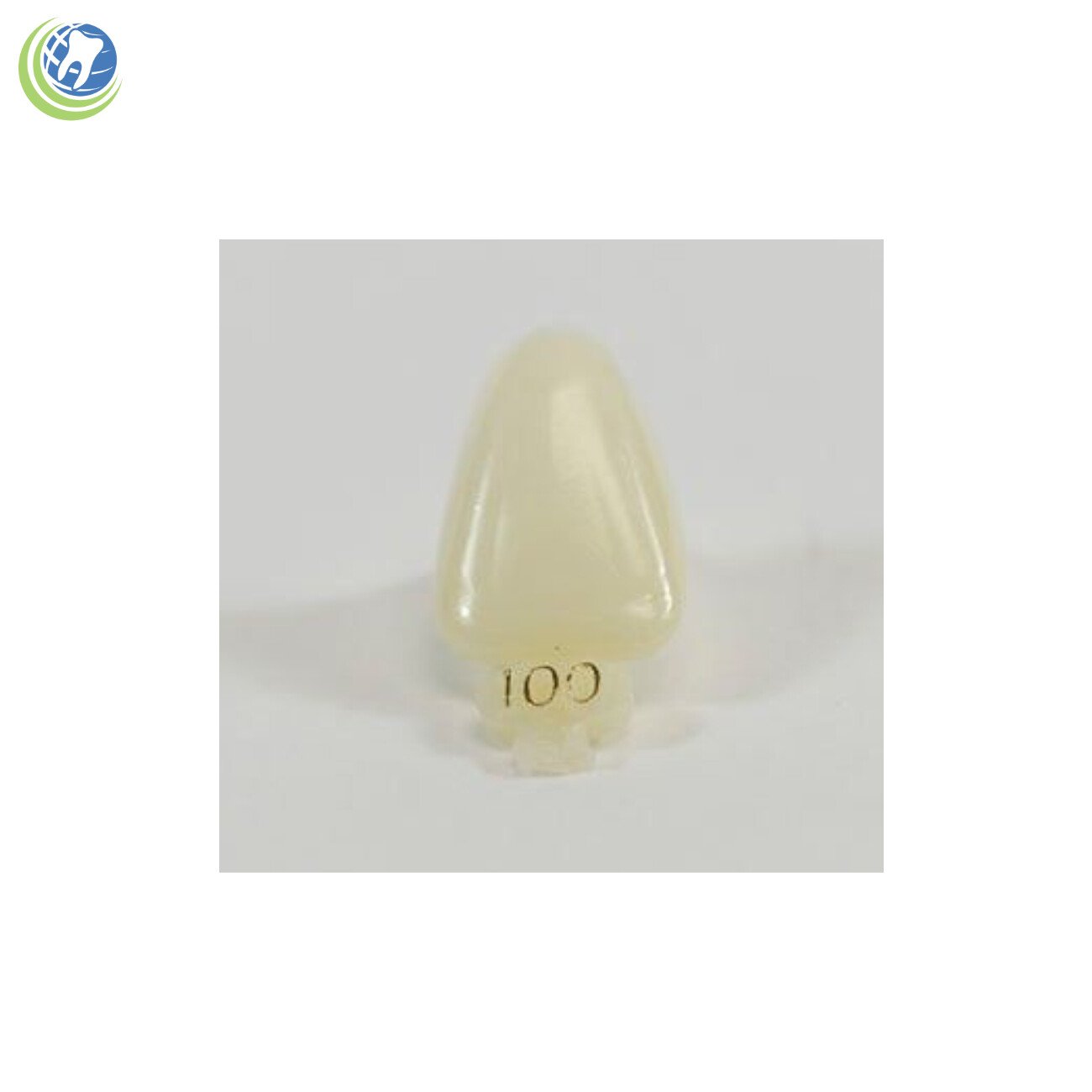 Tooth #8 Upper Right Central Anterior (URC) Polycarbonate Temporary Crown Refill