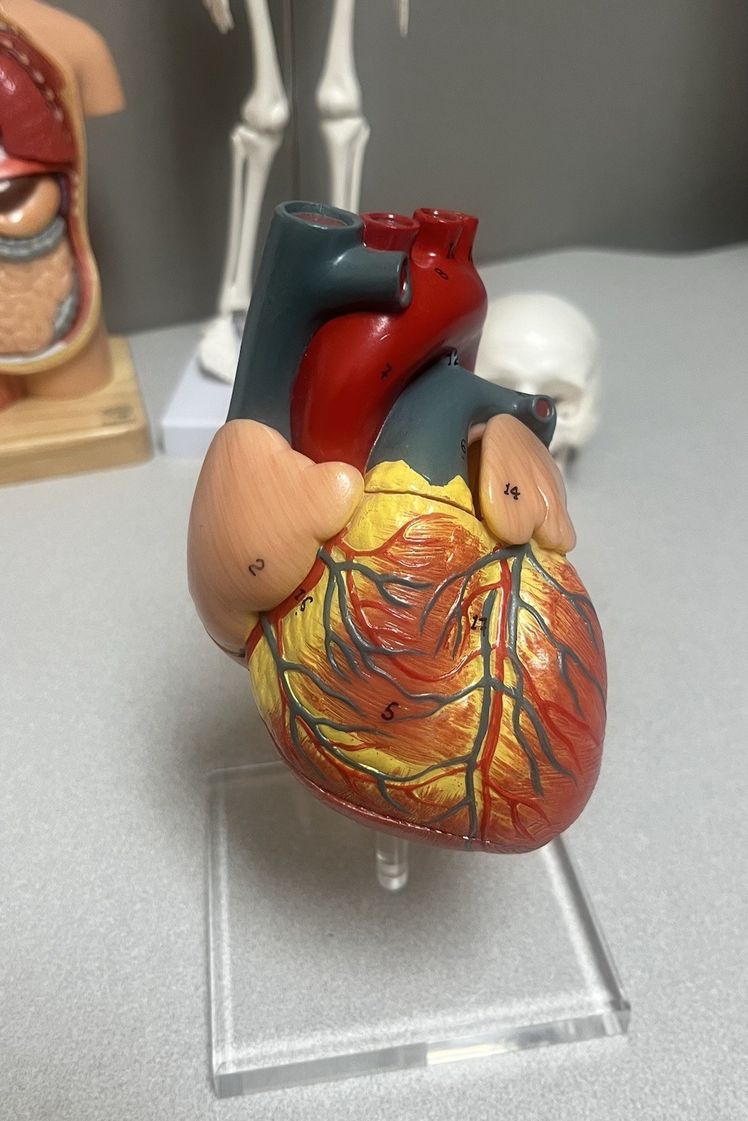 EVOTECH Scientific Human Anatomy Model Bundle Torso Skeleton Heart Brain Set