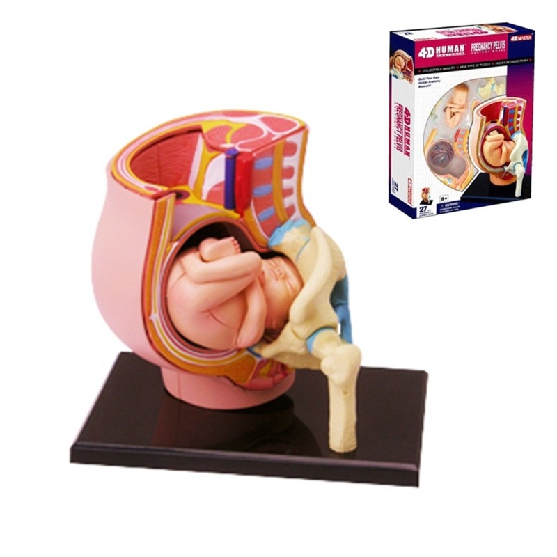Human Pregnant Pelvis Section Model with Pregnancy 9 Months Baby Fetus Model