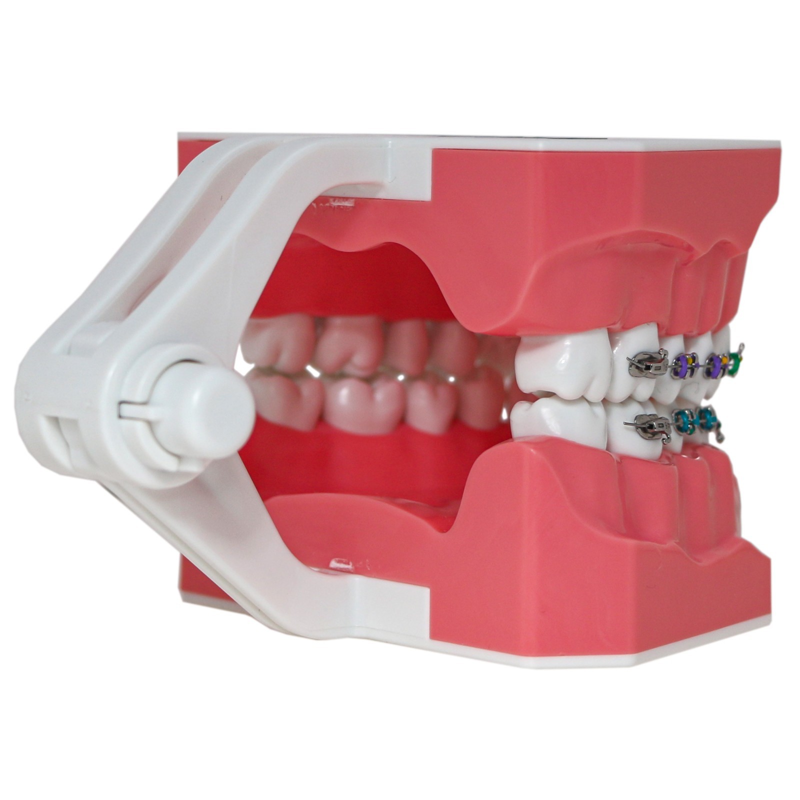 Dental Teeth Model Orthodontic Metal Bracket Tube Teach Typodont Demonstration