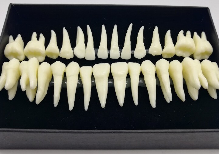 28PCS 1:1 Oral Permanent Teeth Demonstration Dental Resin Tooth Study Model Lab